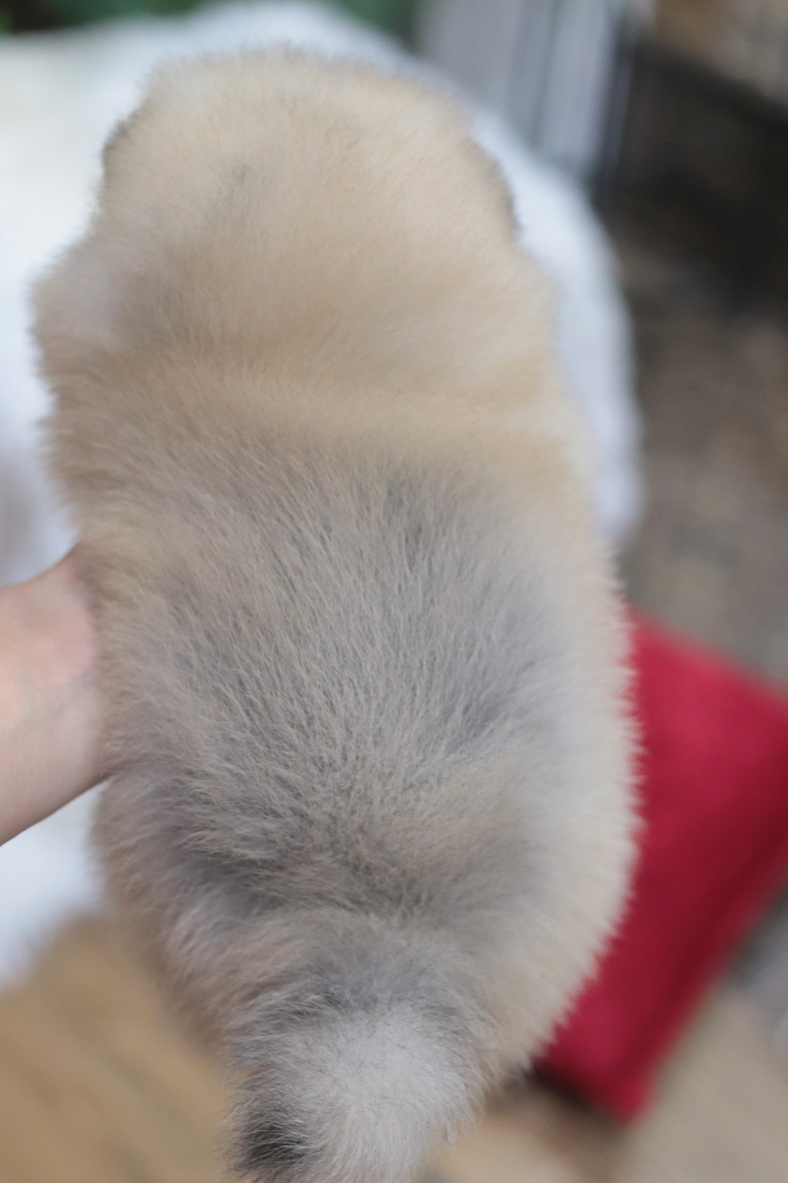 ปอมเมอเรเนียน เพศเมียสีส้มหน้าตุ๊กตา