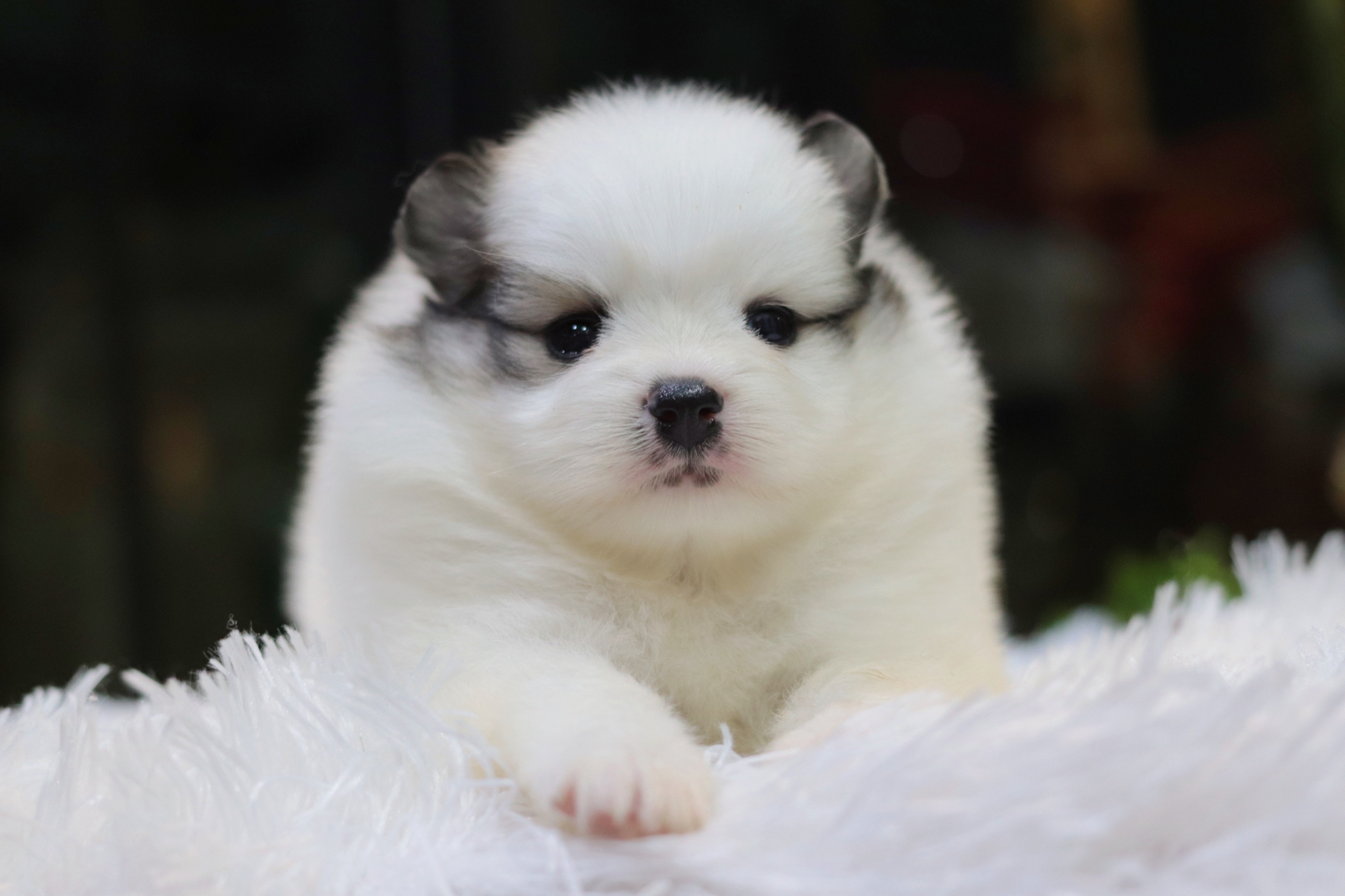 ปอมเมอเรเนียน เพศเมีย แฟนซี