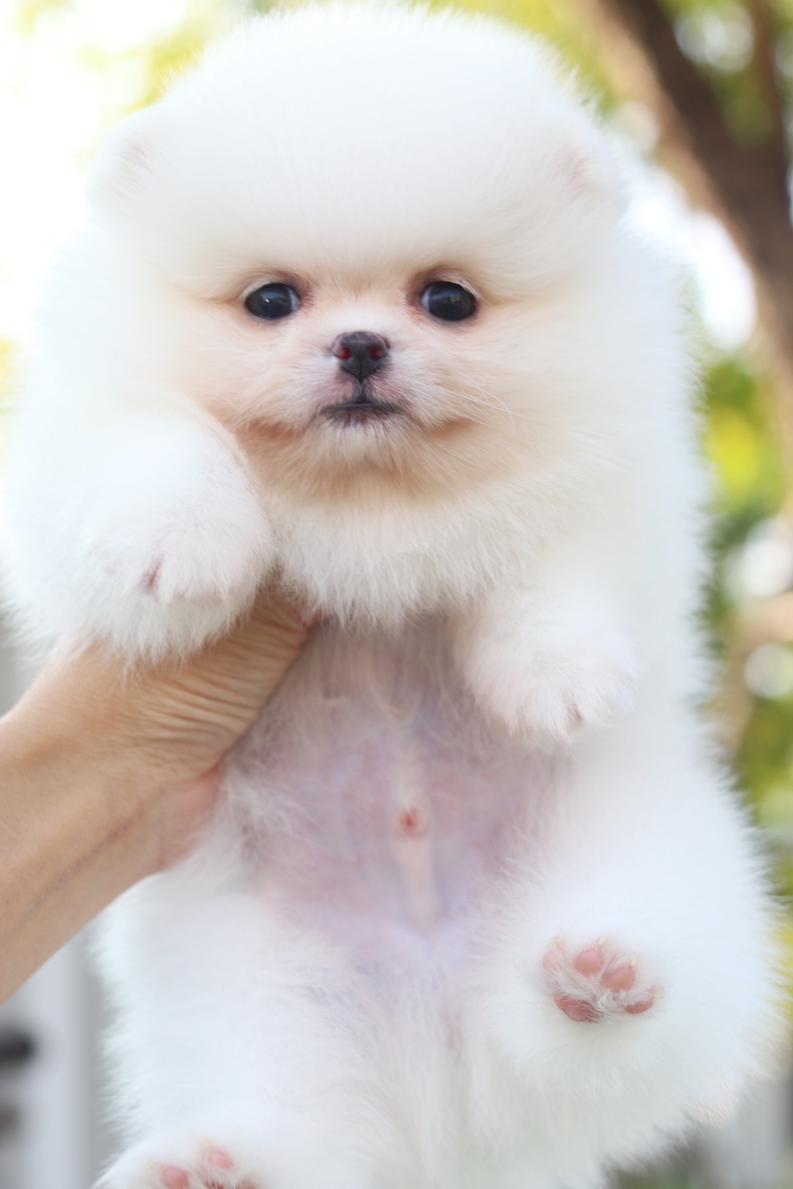 ปอมเมอเรเนียน เพศผู้สีขาวครีม