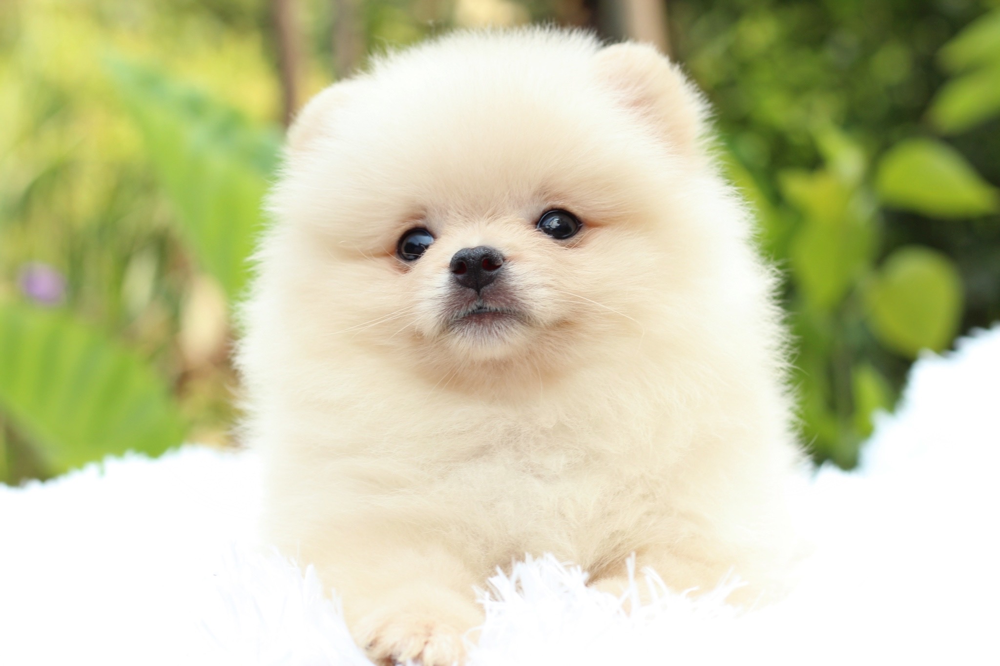 ปอมเมอเรเนียน เพศเมียขาวครีม