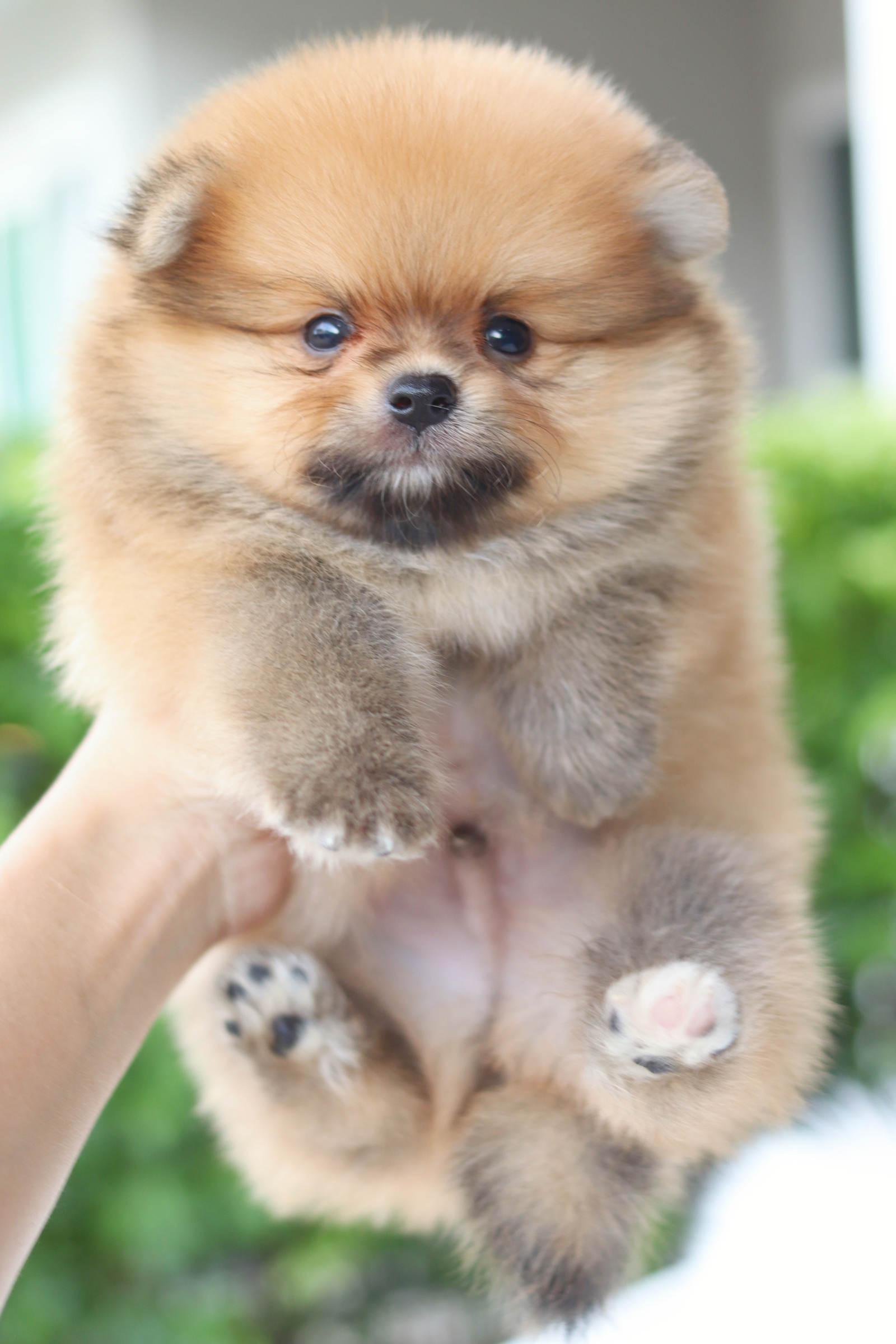 ปอมเมอเรเนียน เพศผู้สีส้ม