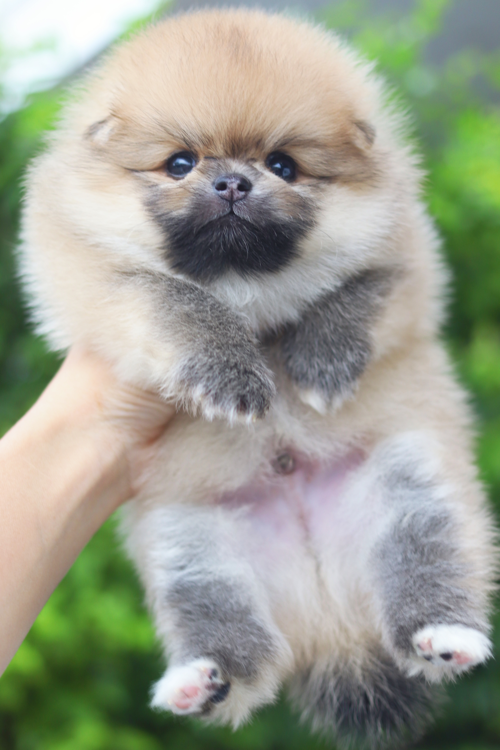 ปอมเมอเรเนียน เพศผู้สีส้ม