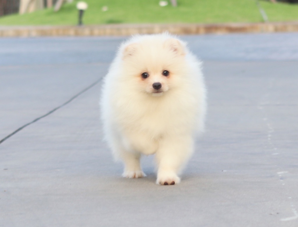 ปอมเมอเรเนียน เพศผู้ สีขาวครีม