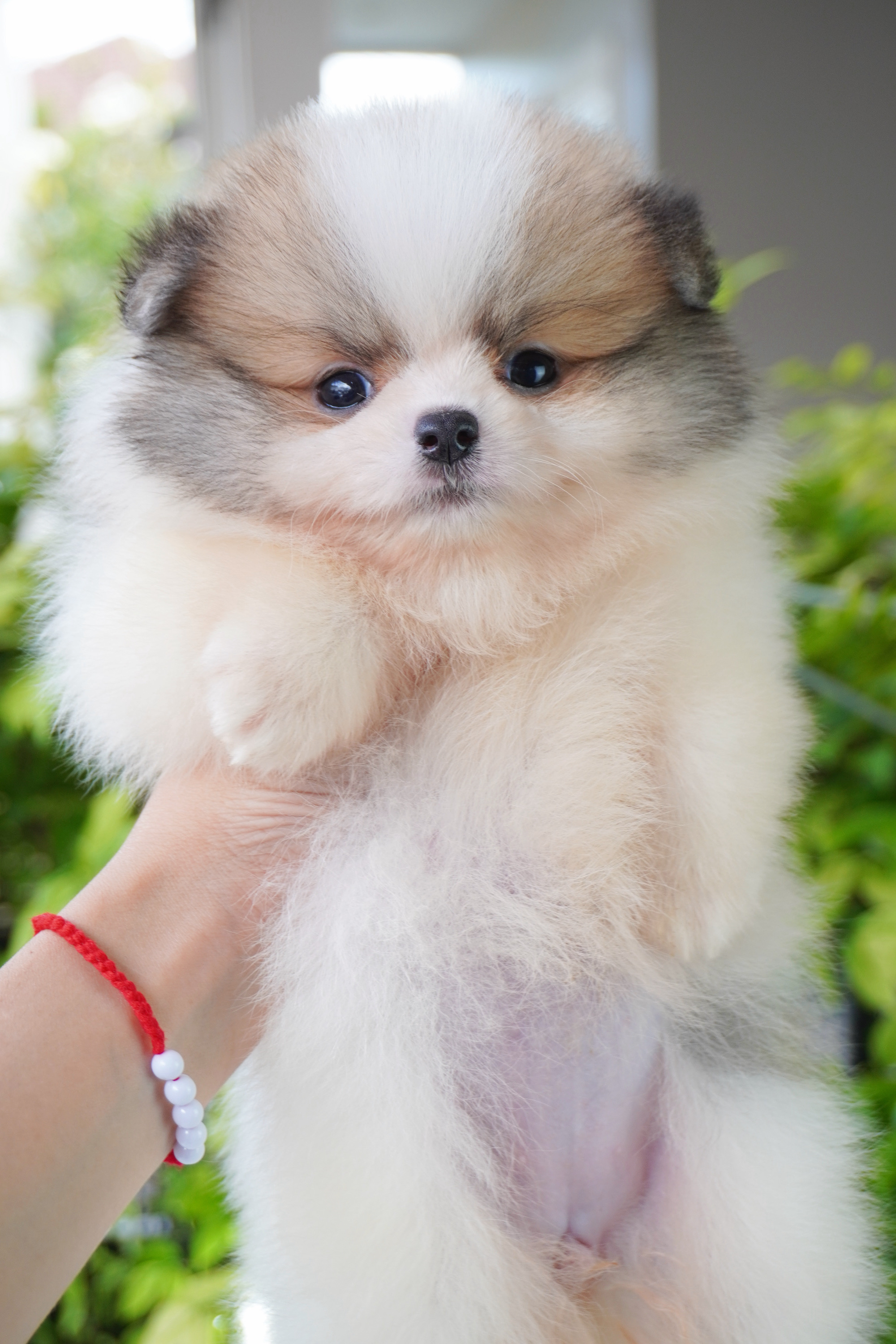 ปอมเมอเรเนียน เพศเมียสีแฟนซี