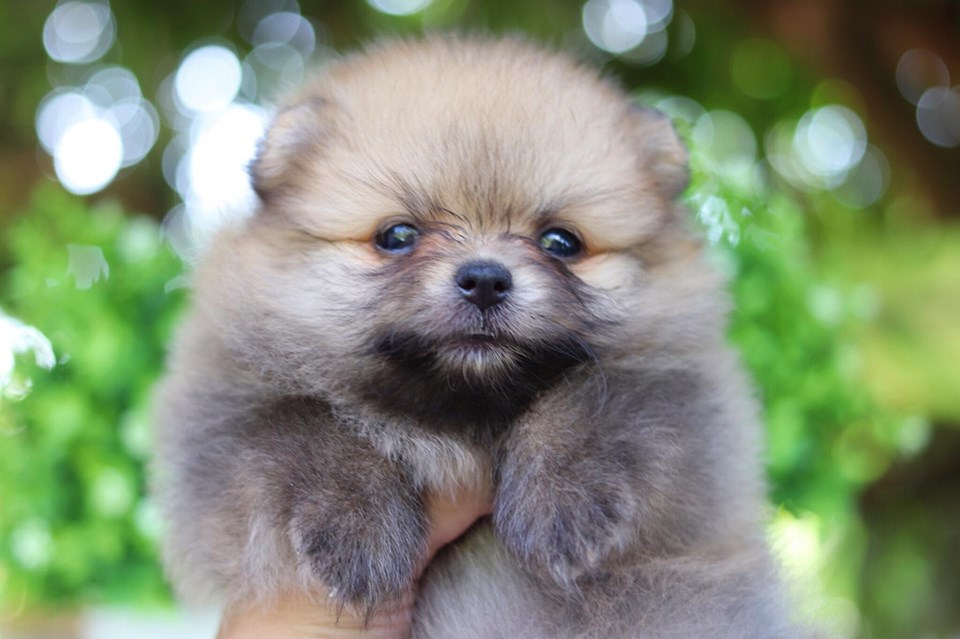 ปอมเมอเรเนียน เพศเมีย