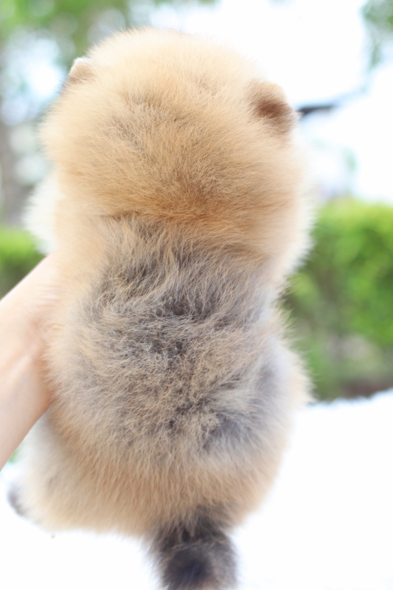 ปอมเมอเรเนียน เพศเมียสีส้ม เกรดโชว์