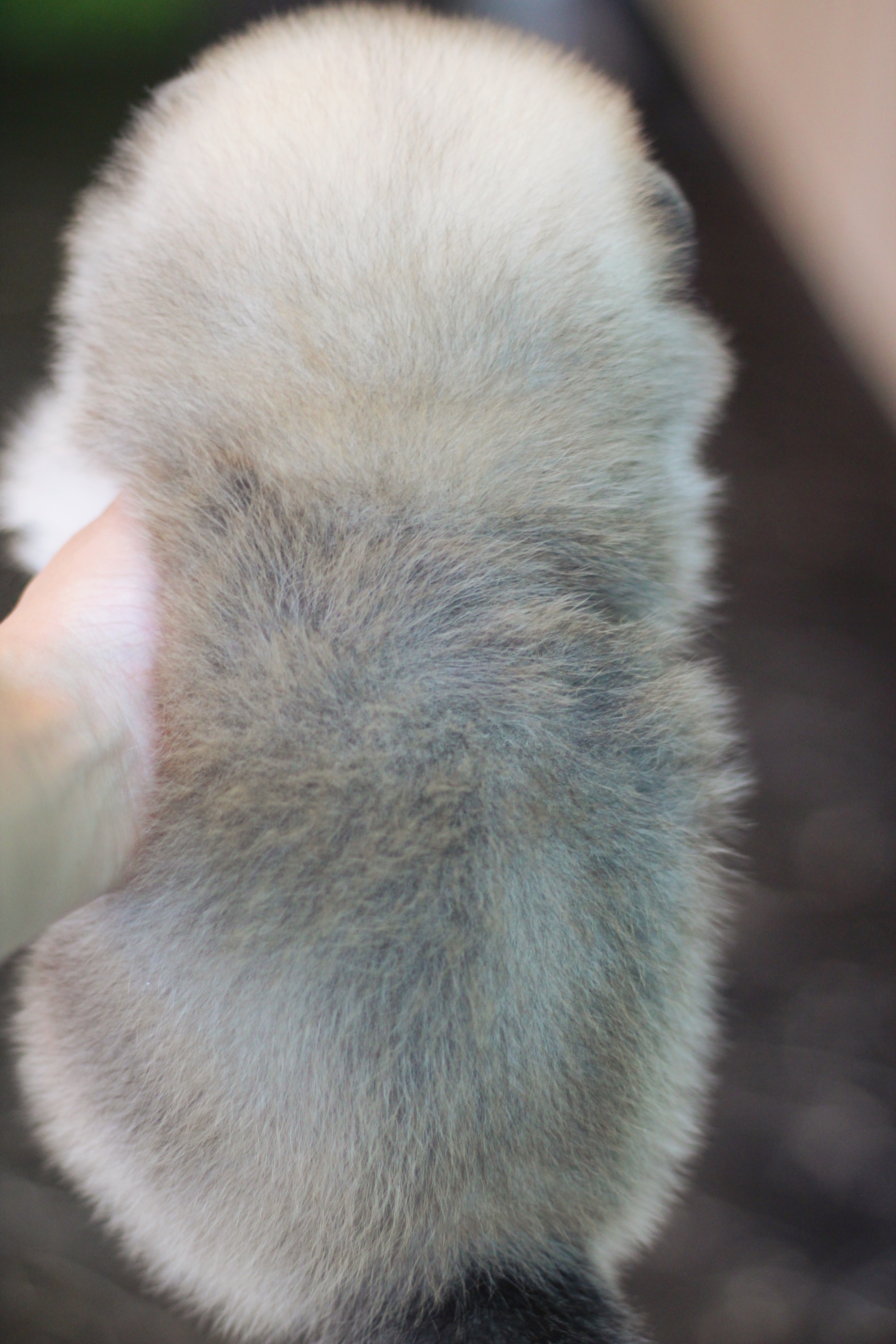 ปอมเมอเรเนียน เพศผู้ สีส้ม