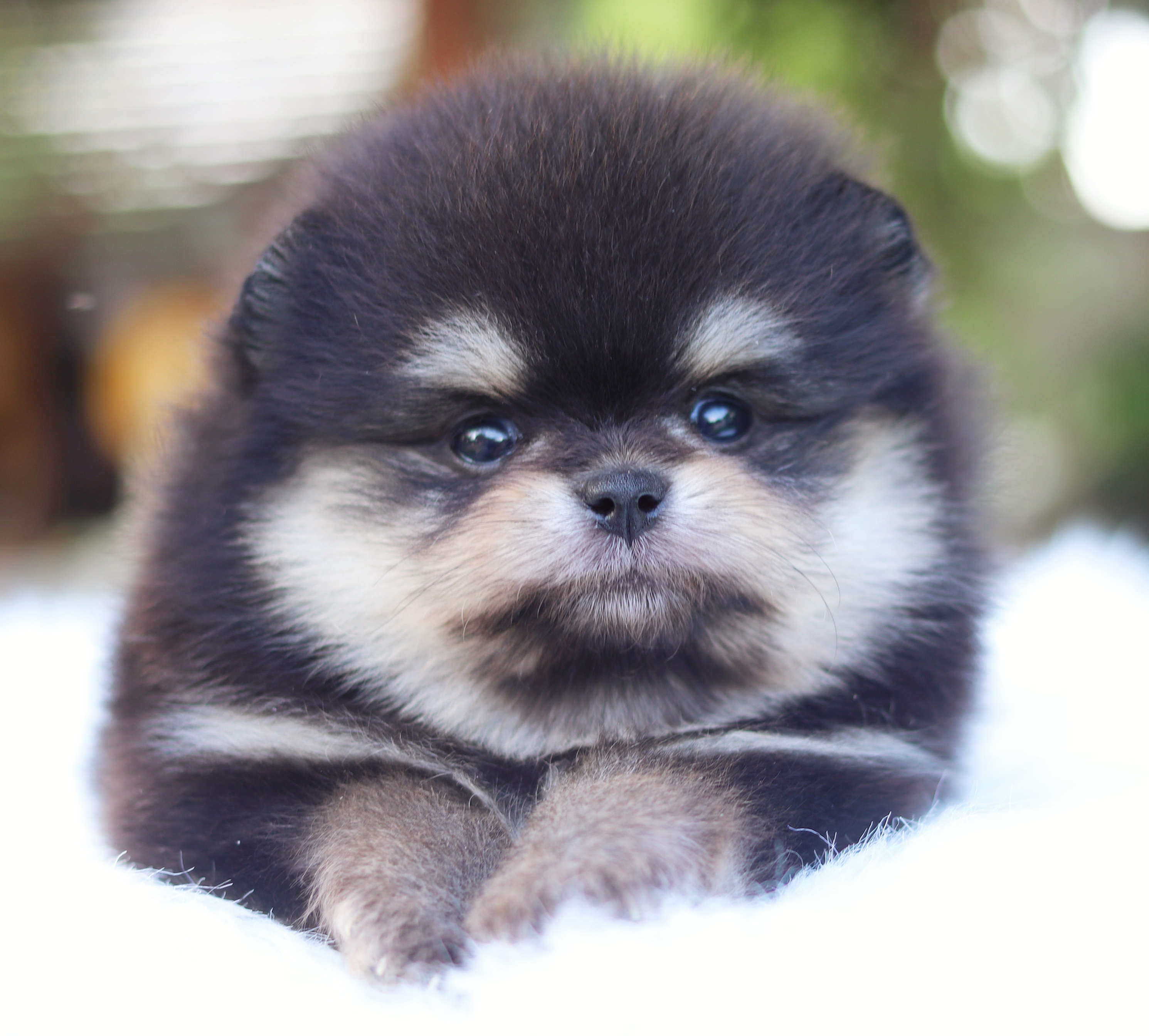 ปอมเมอเรเนียน เพศเมีย สีแบล็คแทน