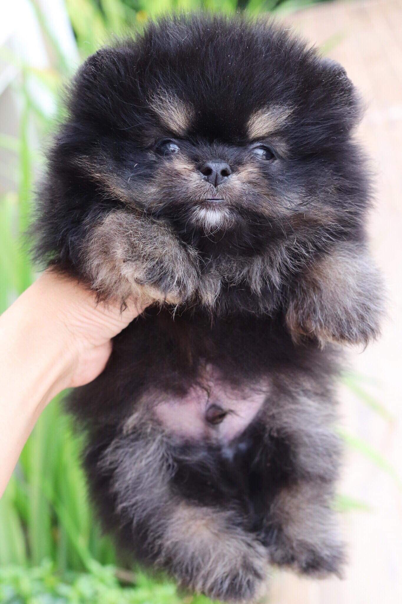 ปอมเมอเรเนียน เพศผู้