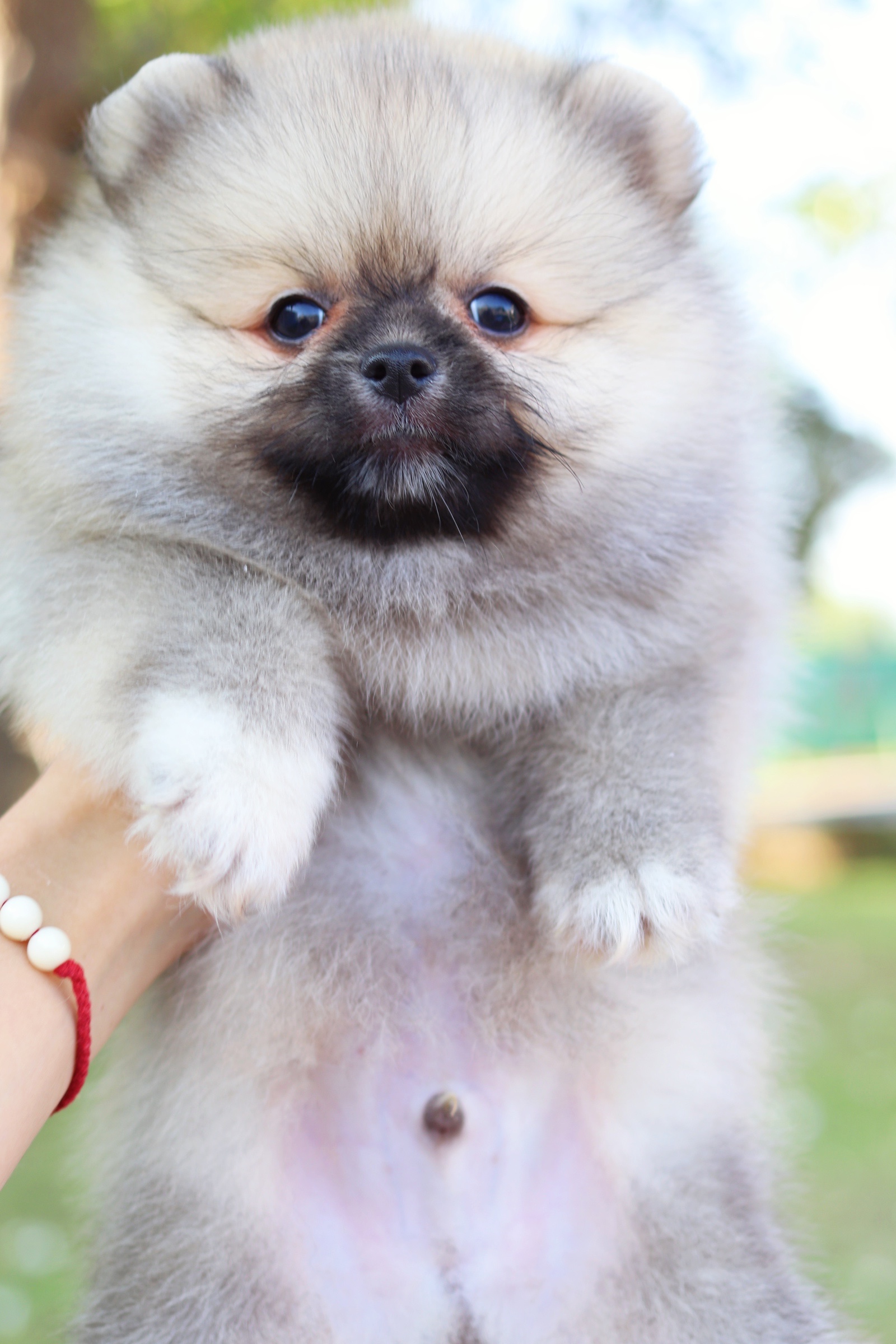 ปอมเมอเรเนียน เพศผู้ สีส้ม