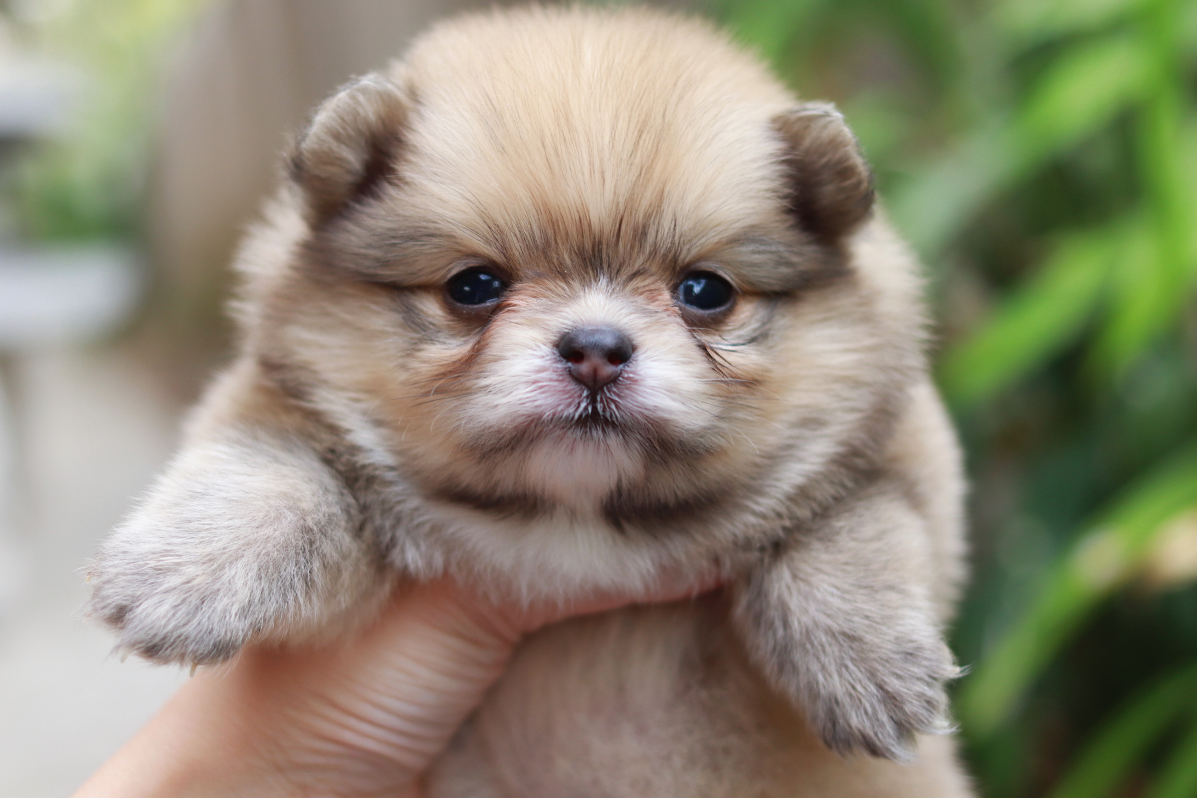 ปอมเมอเรเนียน เพศเมีย