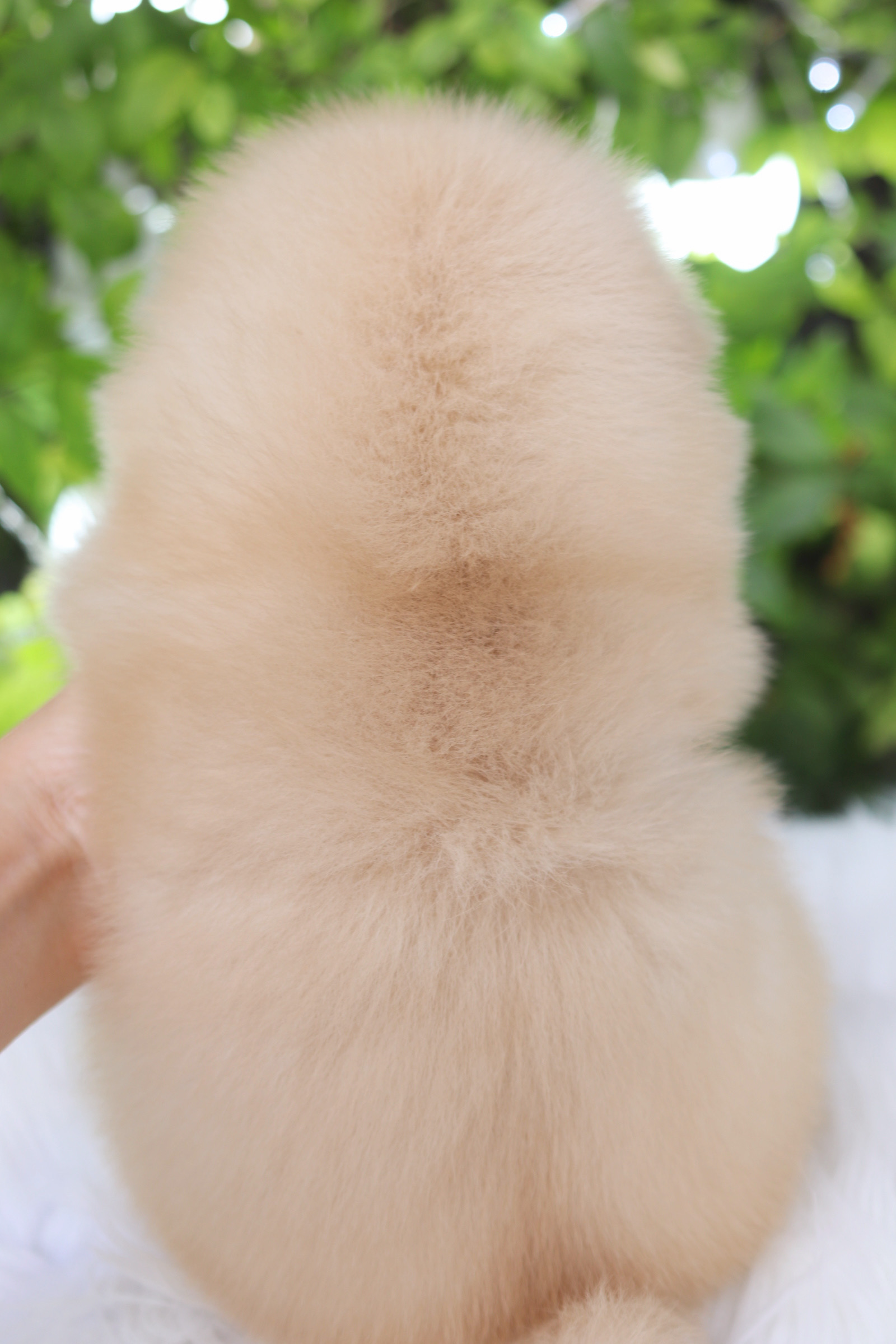 ปอมเมอเรเนียน เพศผู้ ครีม