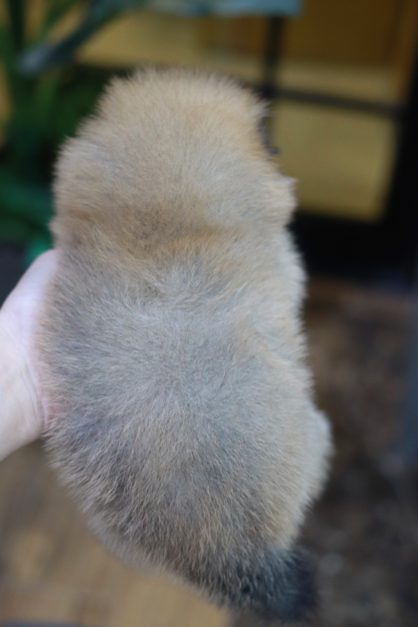 ปอมเมอเรเนียน เพศผู้