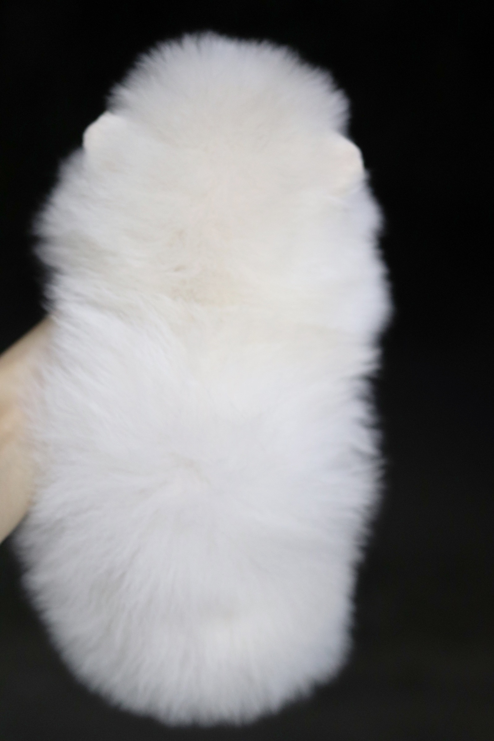 ปอมเมอเรเนียน เพศผู้ ขาวครีม