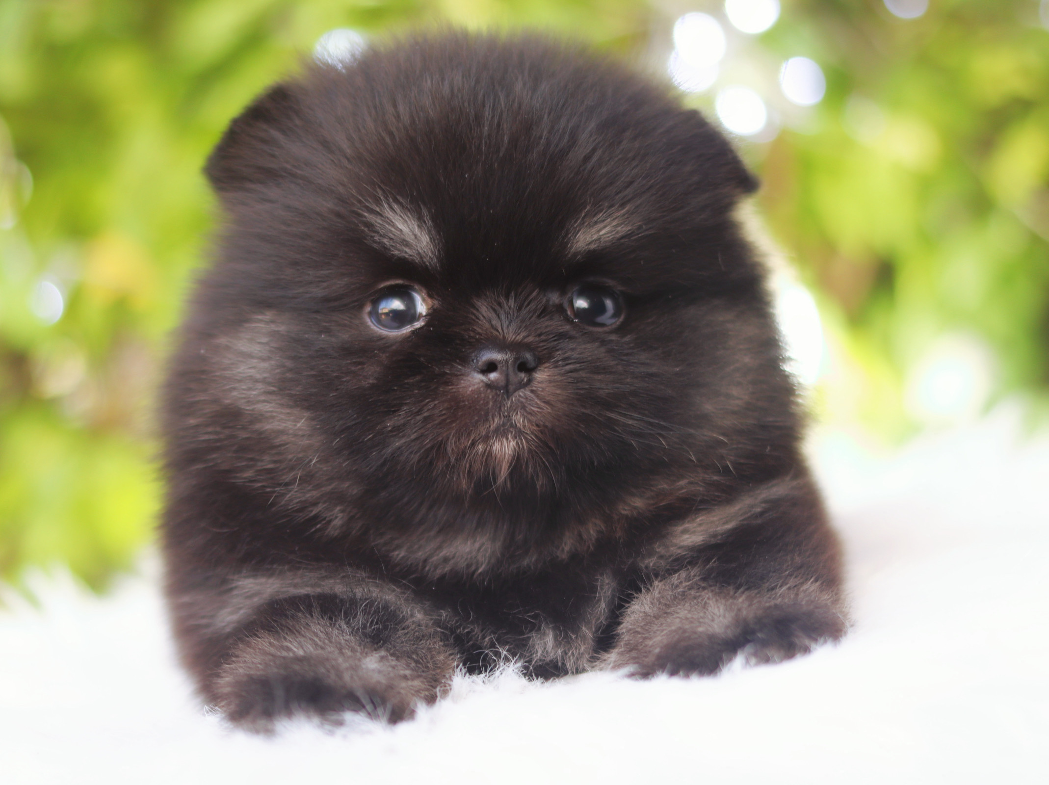 ปอมเมอเรเนียน เพศเมียสีแบล็คแทน