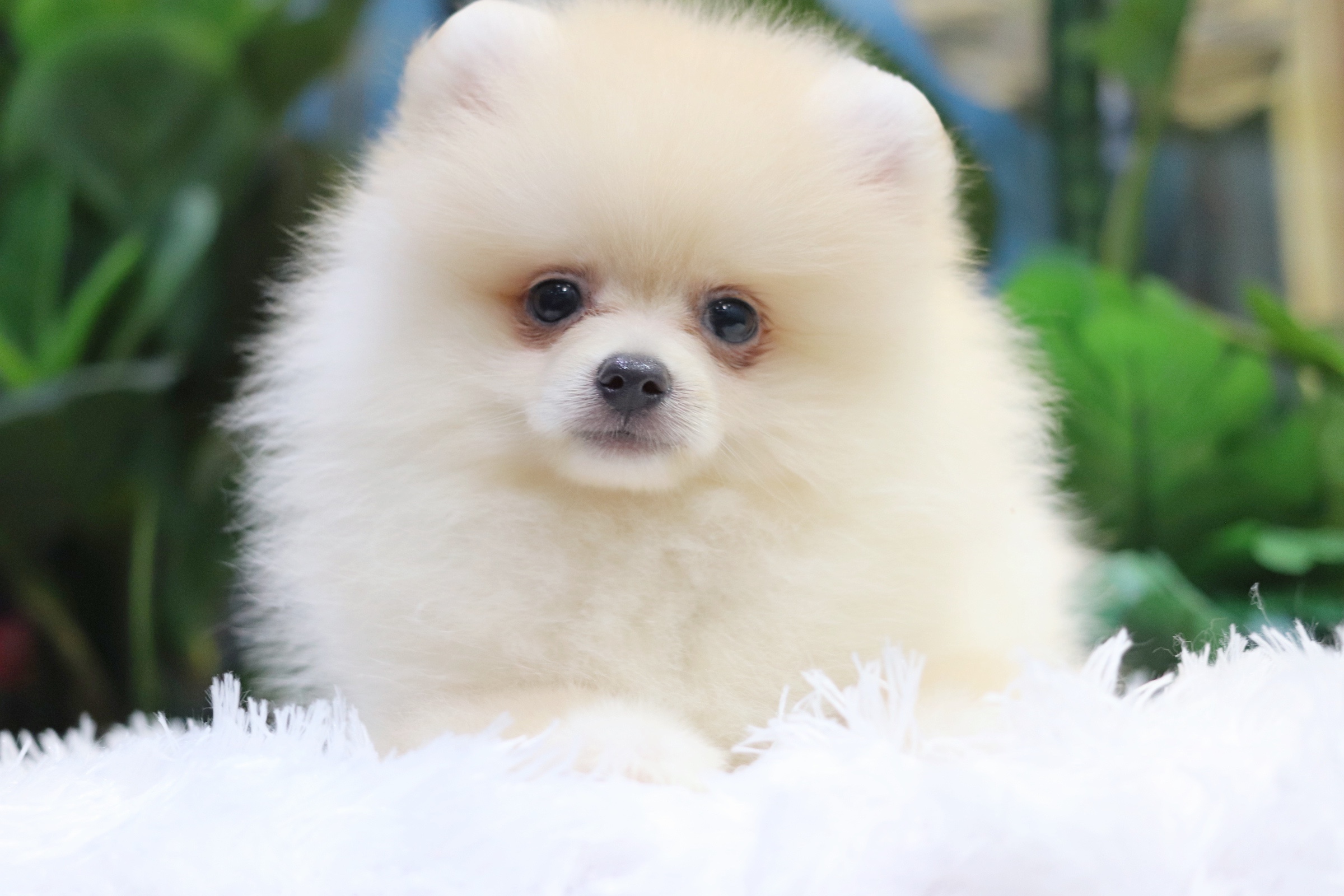 ปอมเมอเรเนียน เพศผู้สีขาวครีมสามเดือน