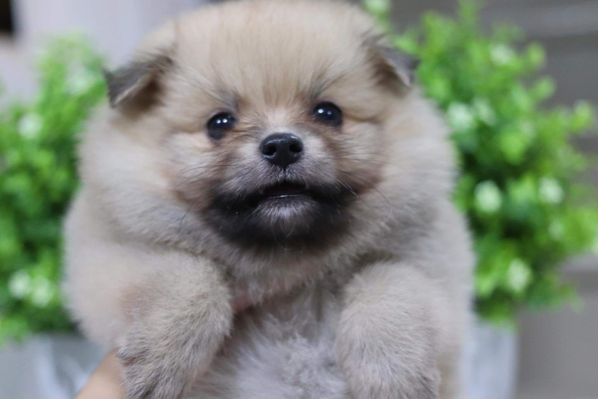 ปอมเมอเรเนียน เพศผู้