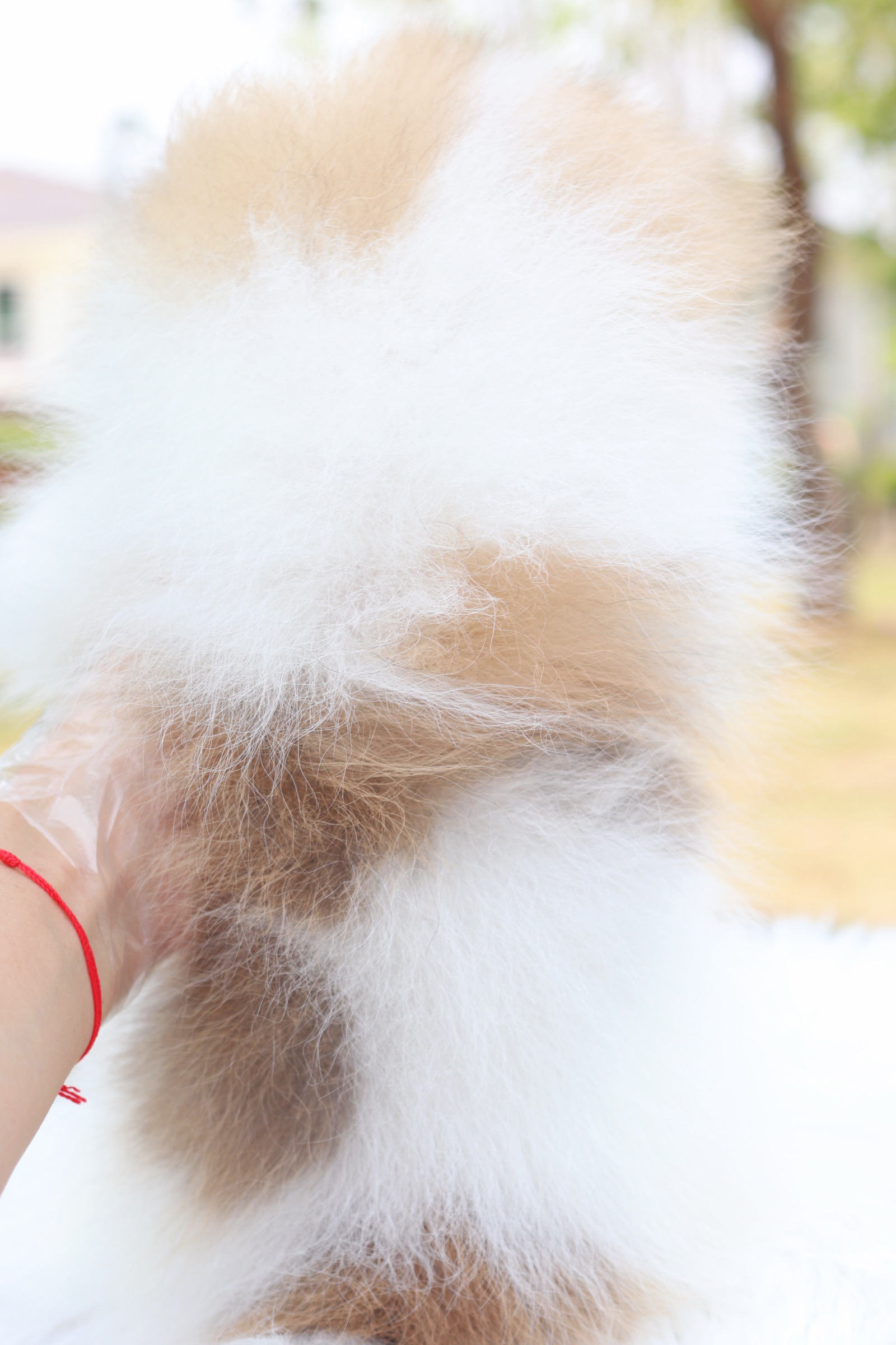 ปอมเมอเรเนียน เพศเมียมีแฟนซี