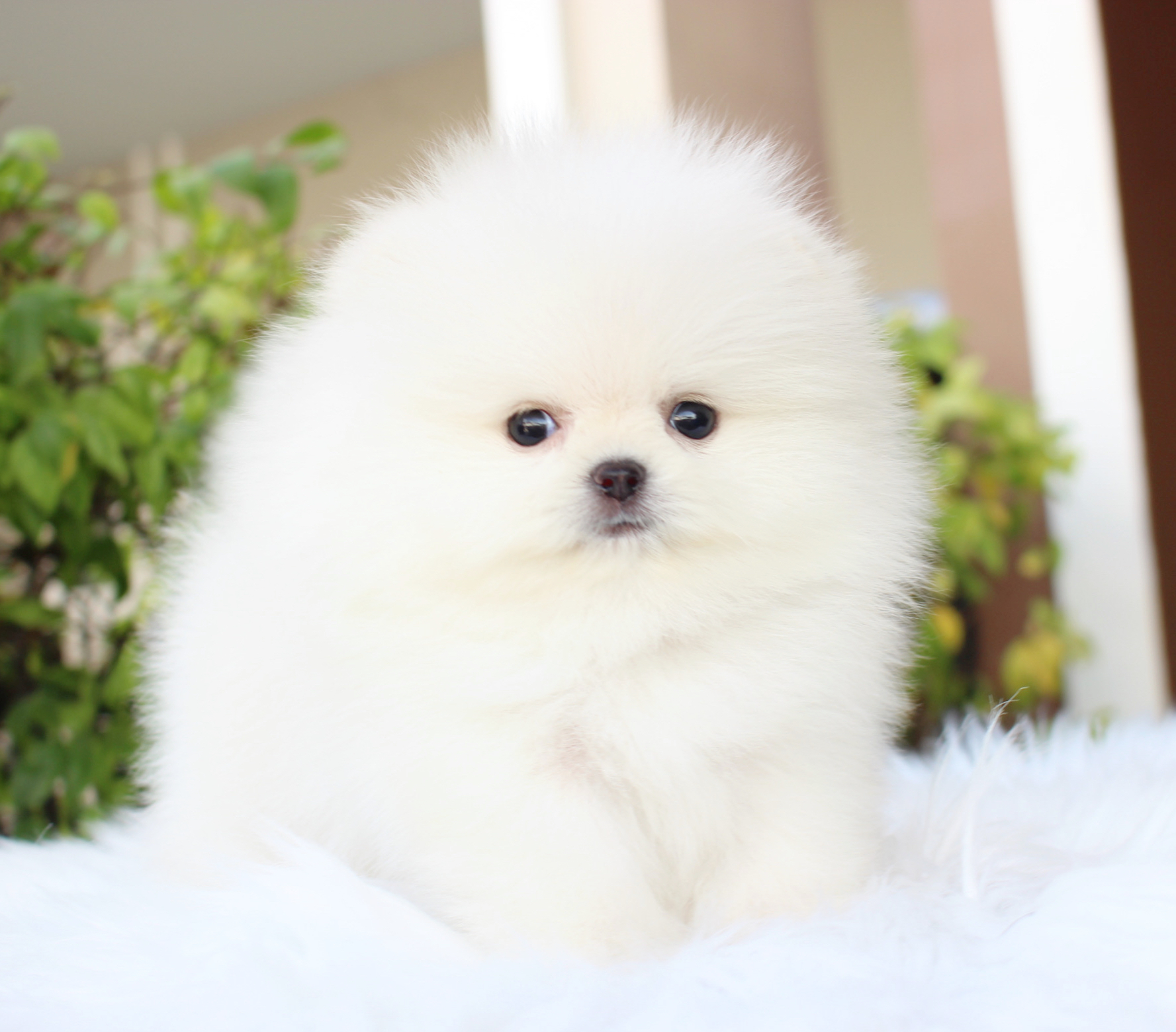 ปอมเมอเรเนียน เพศเมียสีขาวครีมเกรดโชว์