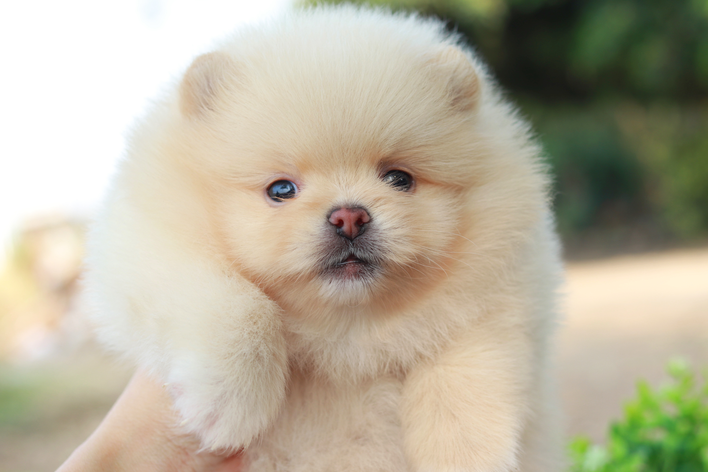 ปอมเมอเรเนียน เพศเมีย