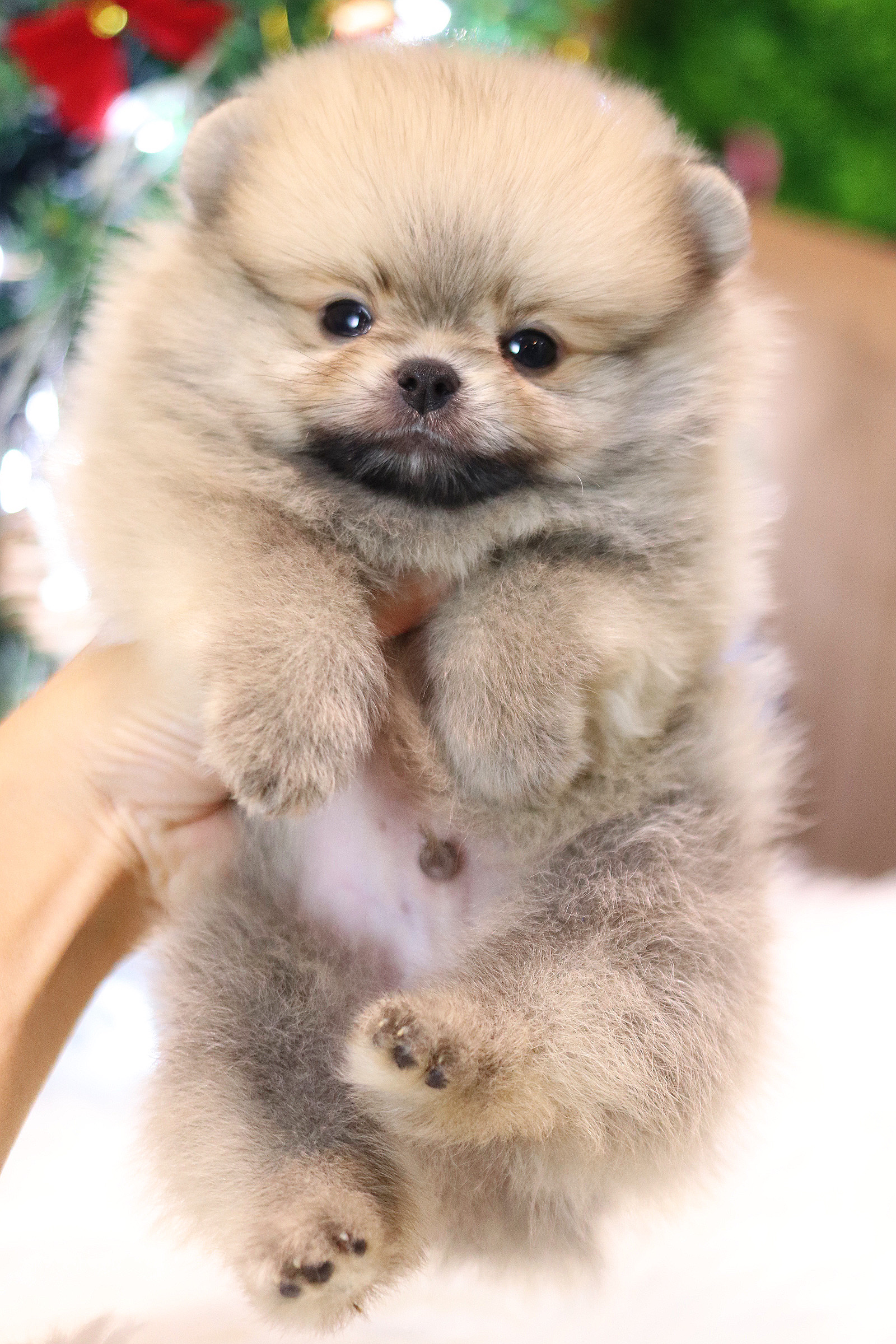 ปอมเมอเรเนียน เพศผู้สีส้ม