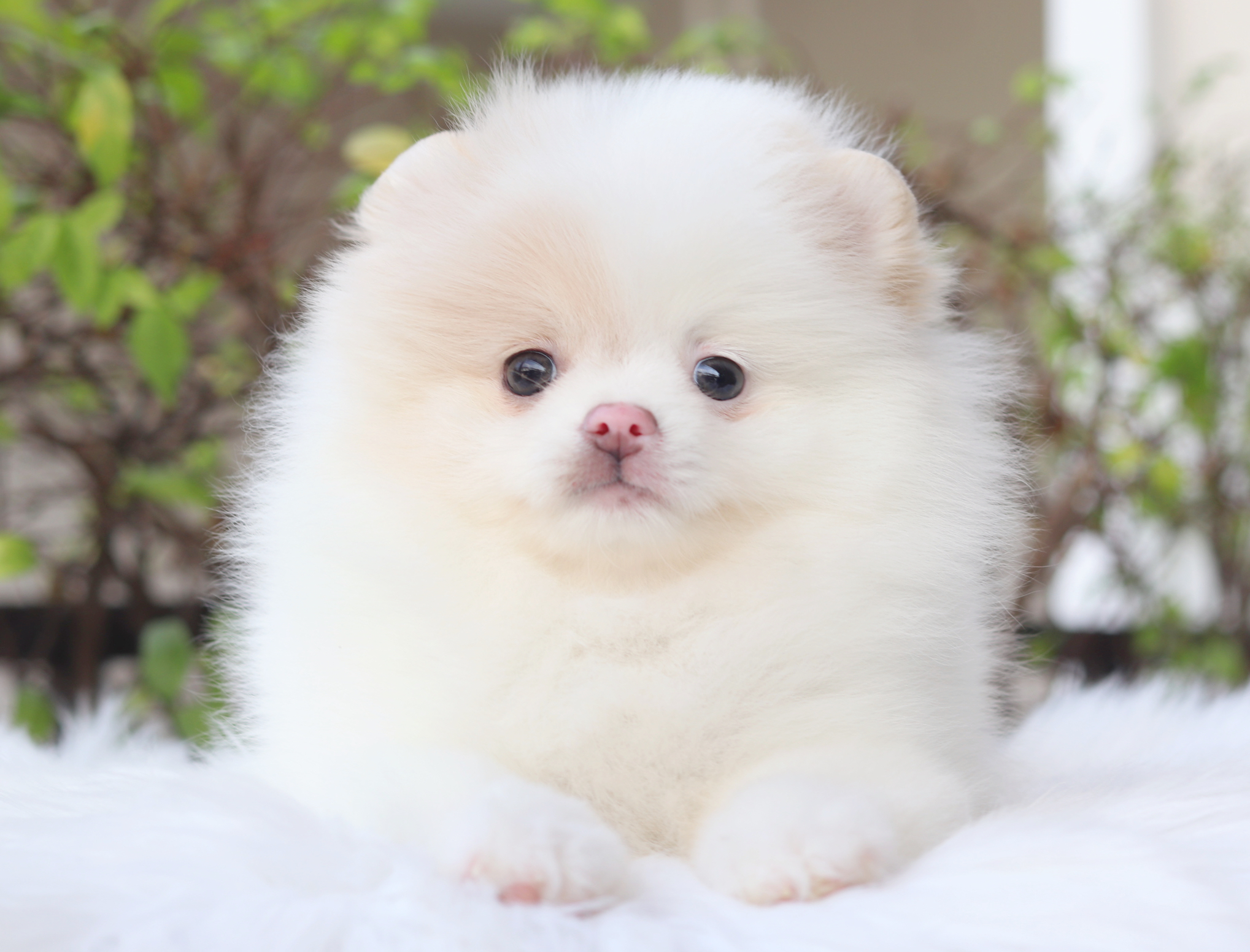 ปอมเมอเรเนียน เพศเมีย สีแฟนซี