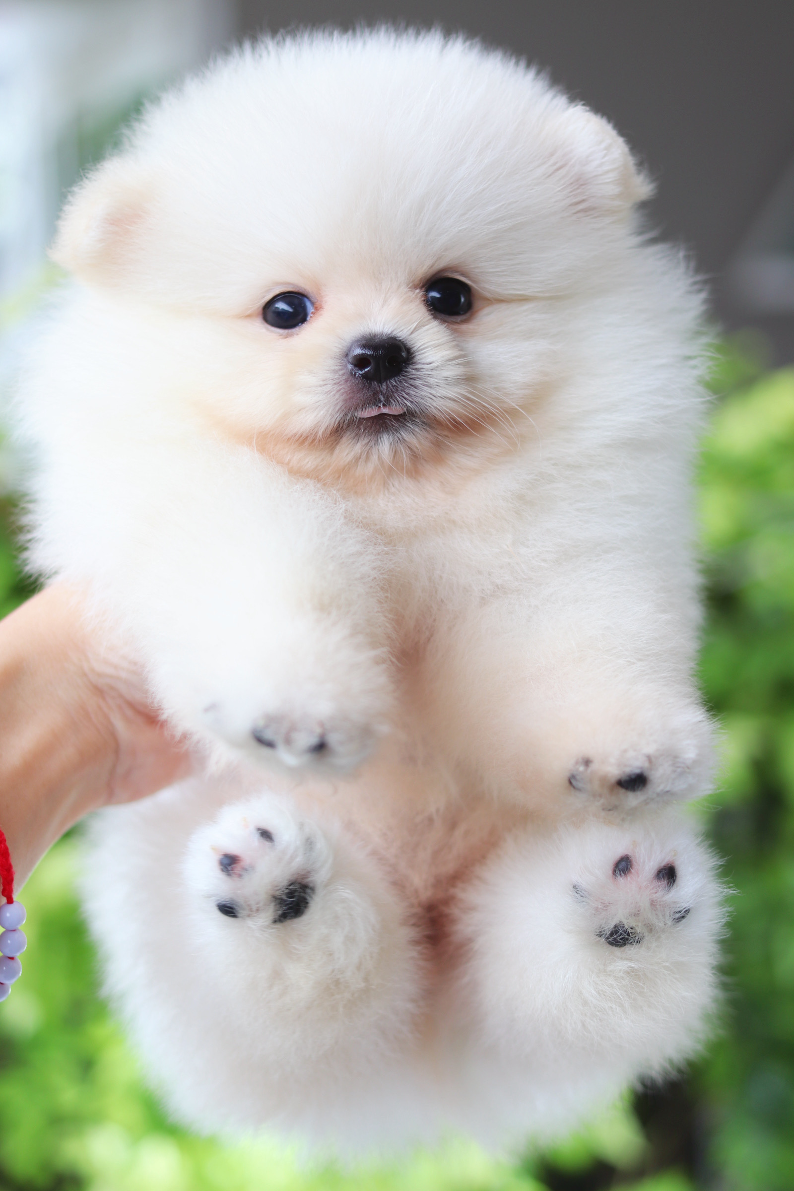 ปอมเมอเรเนียน เพศผู้สีขาวครีม