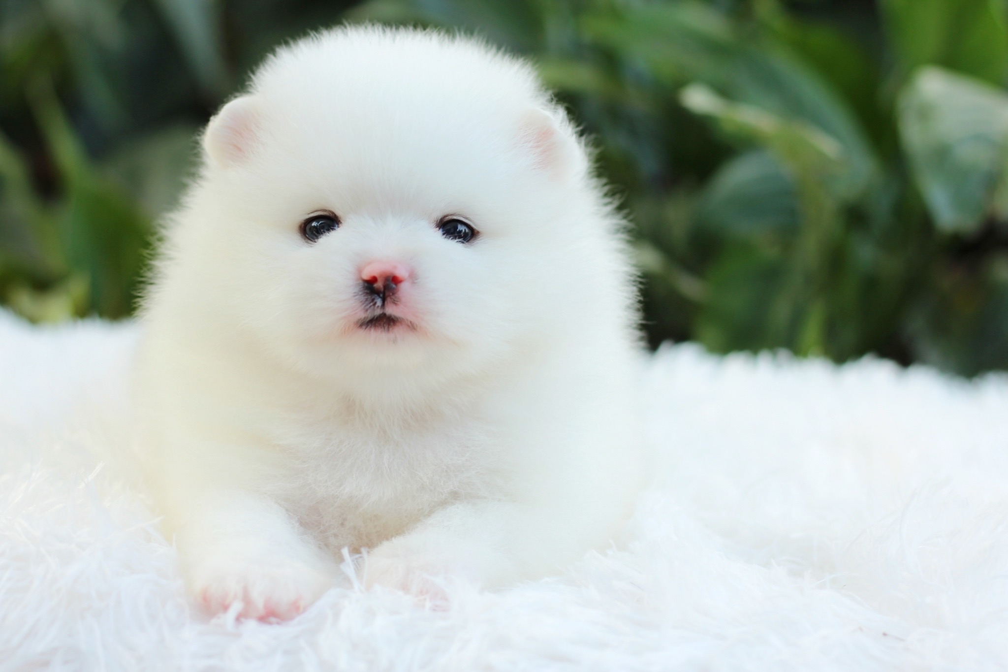 ปอมเมอเรเนียน เพศเมีย สีขาว หน้าตุ๊กตา