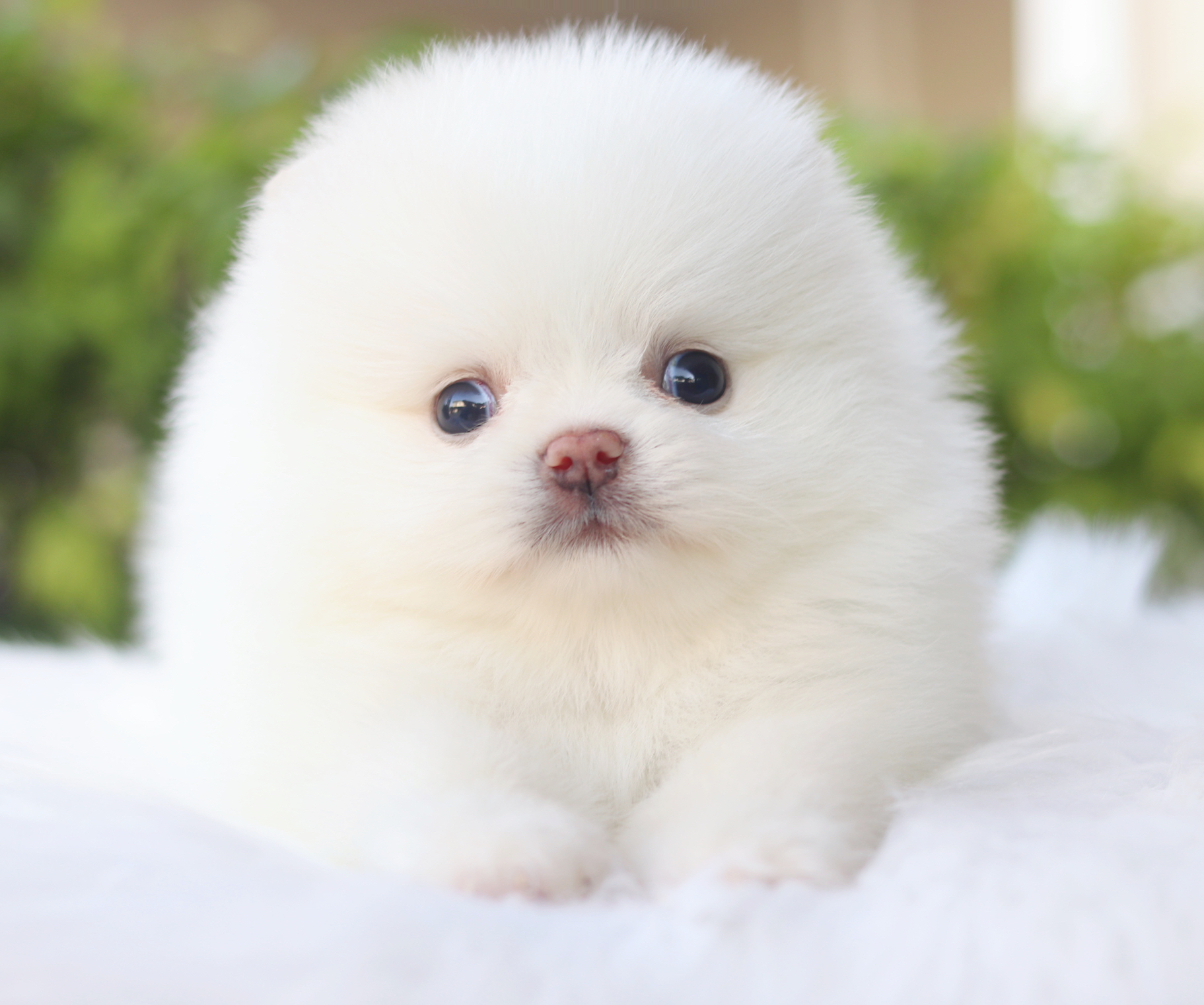 ปอมเมอเรเนียน เพศผู้สีขาวครีม