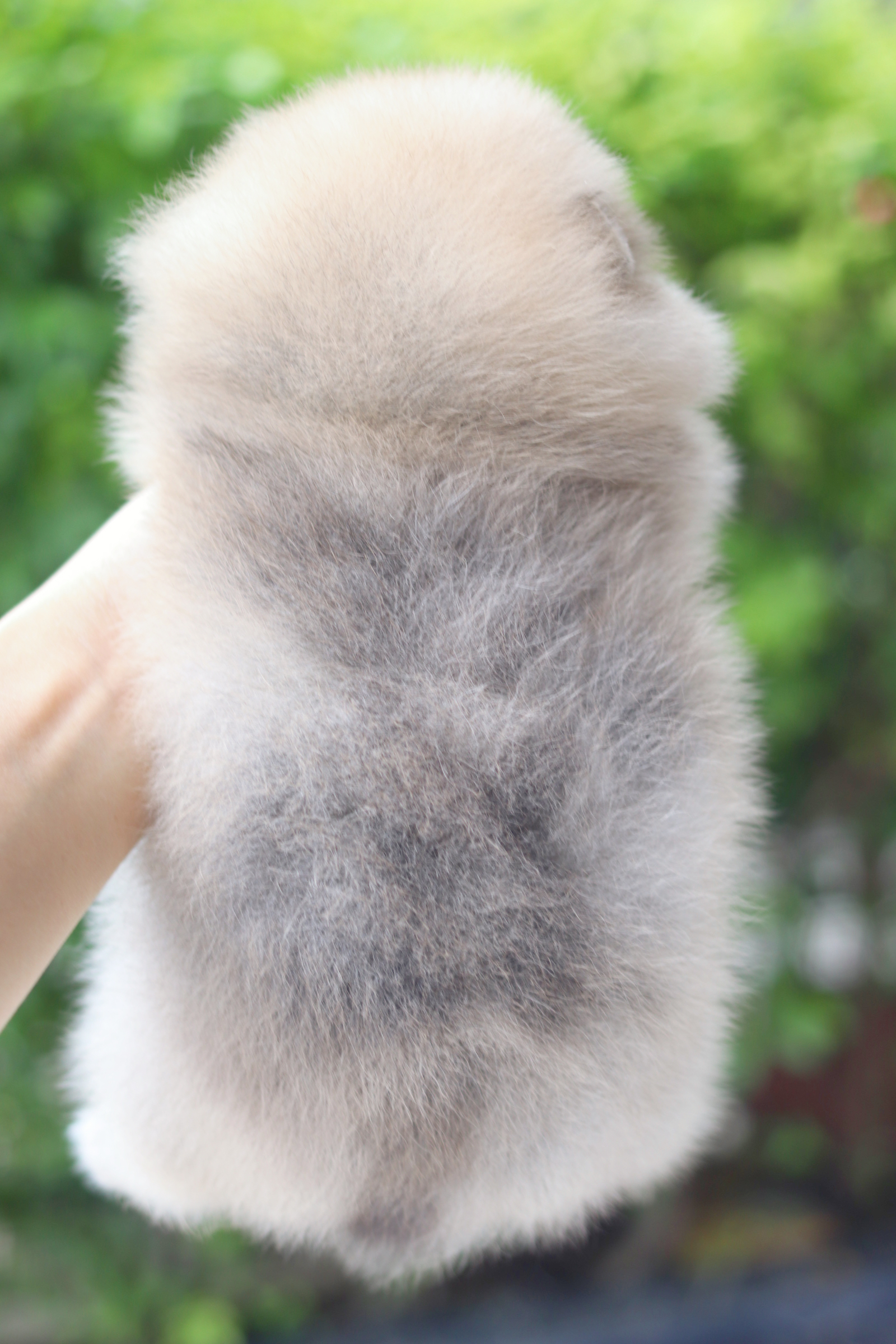 ปอมเมอเรเนียน เพศเมียสีส้ม