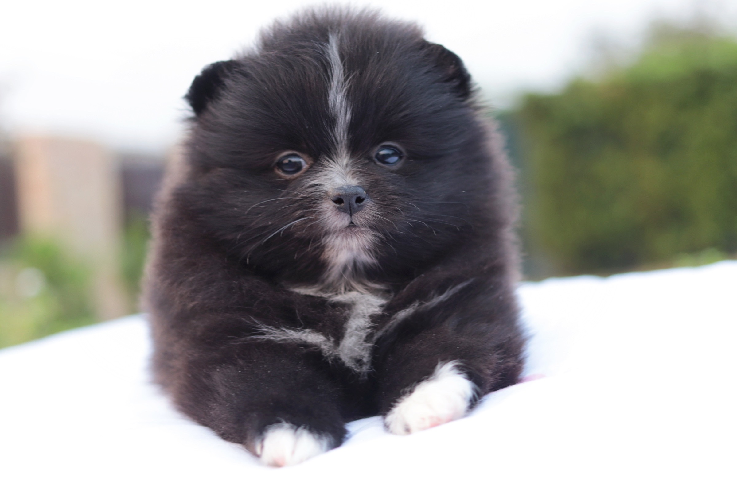 ปอมเมอเรเนียน เพศเมีย สีดำ