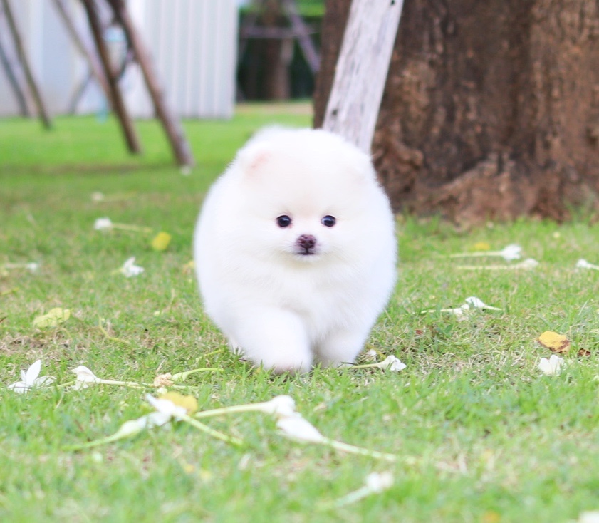 ปอมเมอเรเนียน เพศผู้ สีขาวครีม