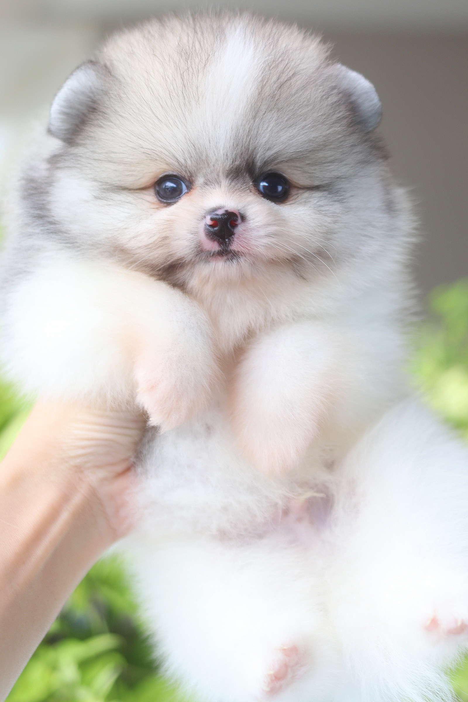 ปอมเมอเรเนียน เพศผู้ สีแฟนซี