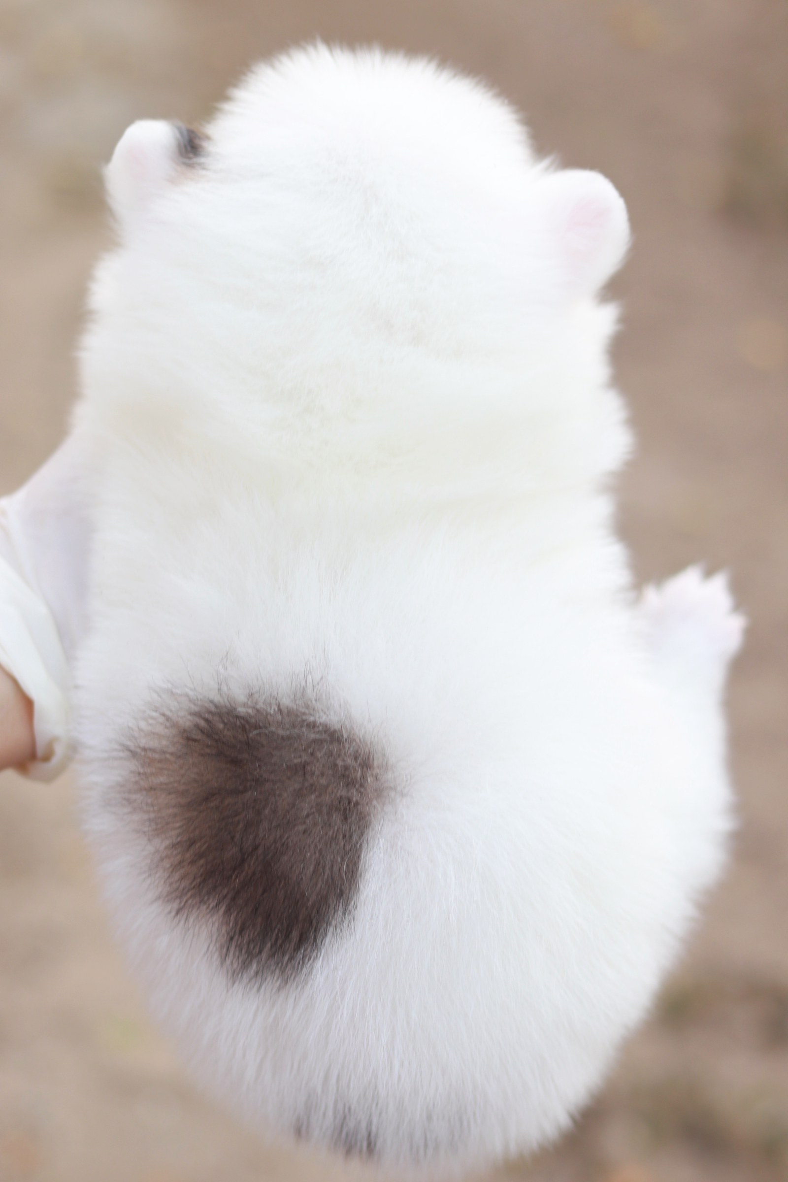 ปอมเมอเรเนียน เพศผู้