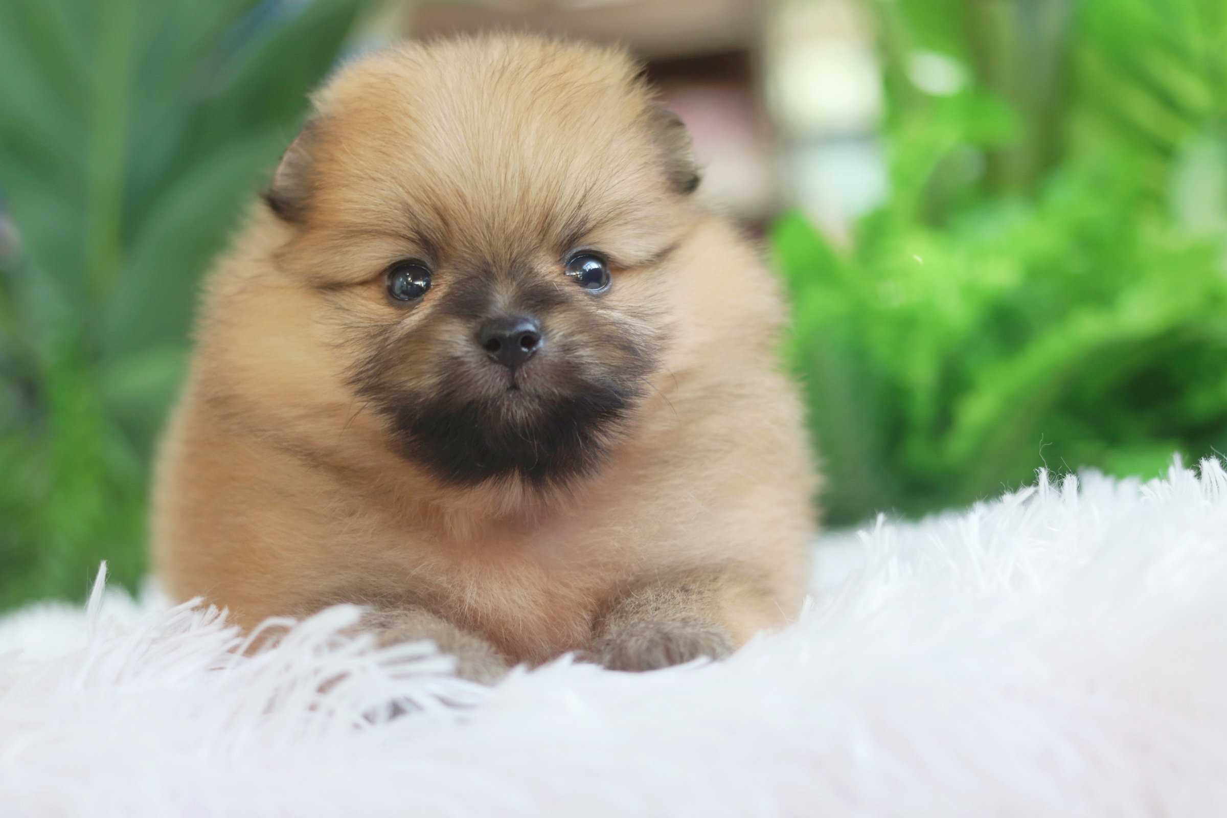 ปอมเมอเรเนียน เพศเมียสีส้ม