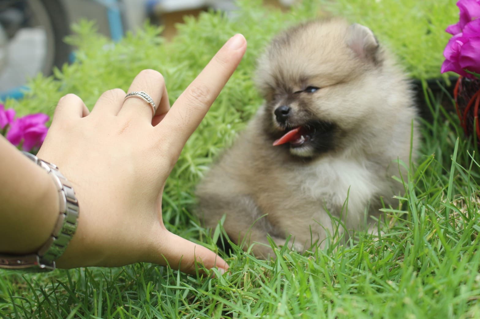 ปอมเมอเรเนียน เพศเมียสีส้ม