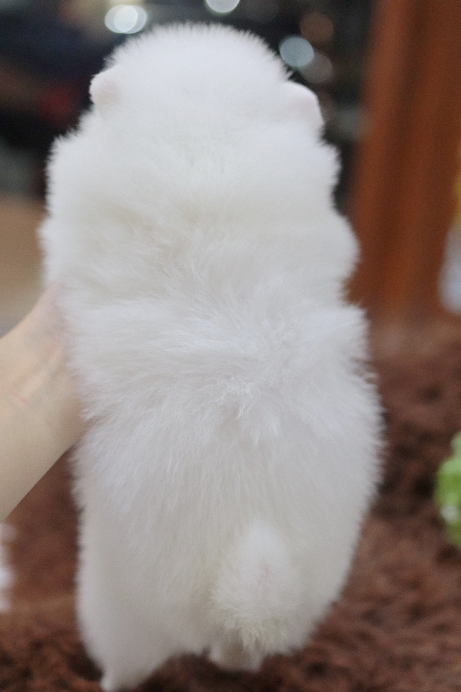 ปอมเมอเรเนียน เพศผู้สีขาวหน้าฟ็อก