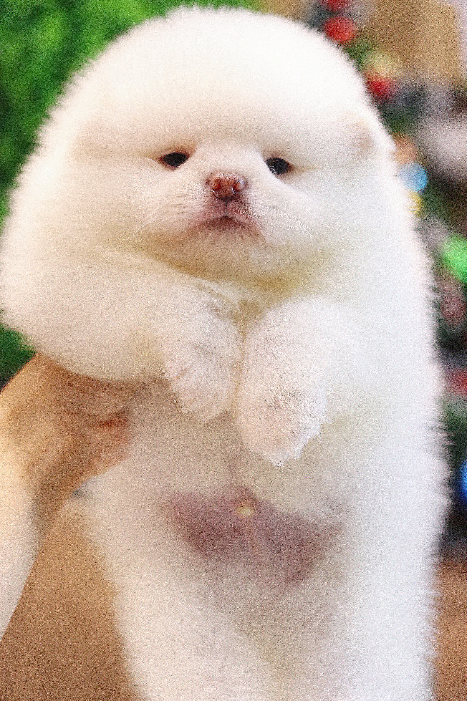 ปอมเมอเรเนียน เพศผู้สีขาว เกรดโชว์