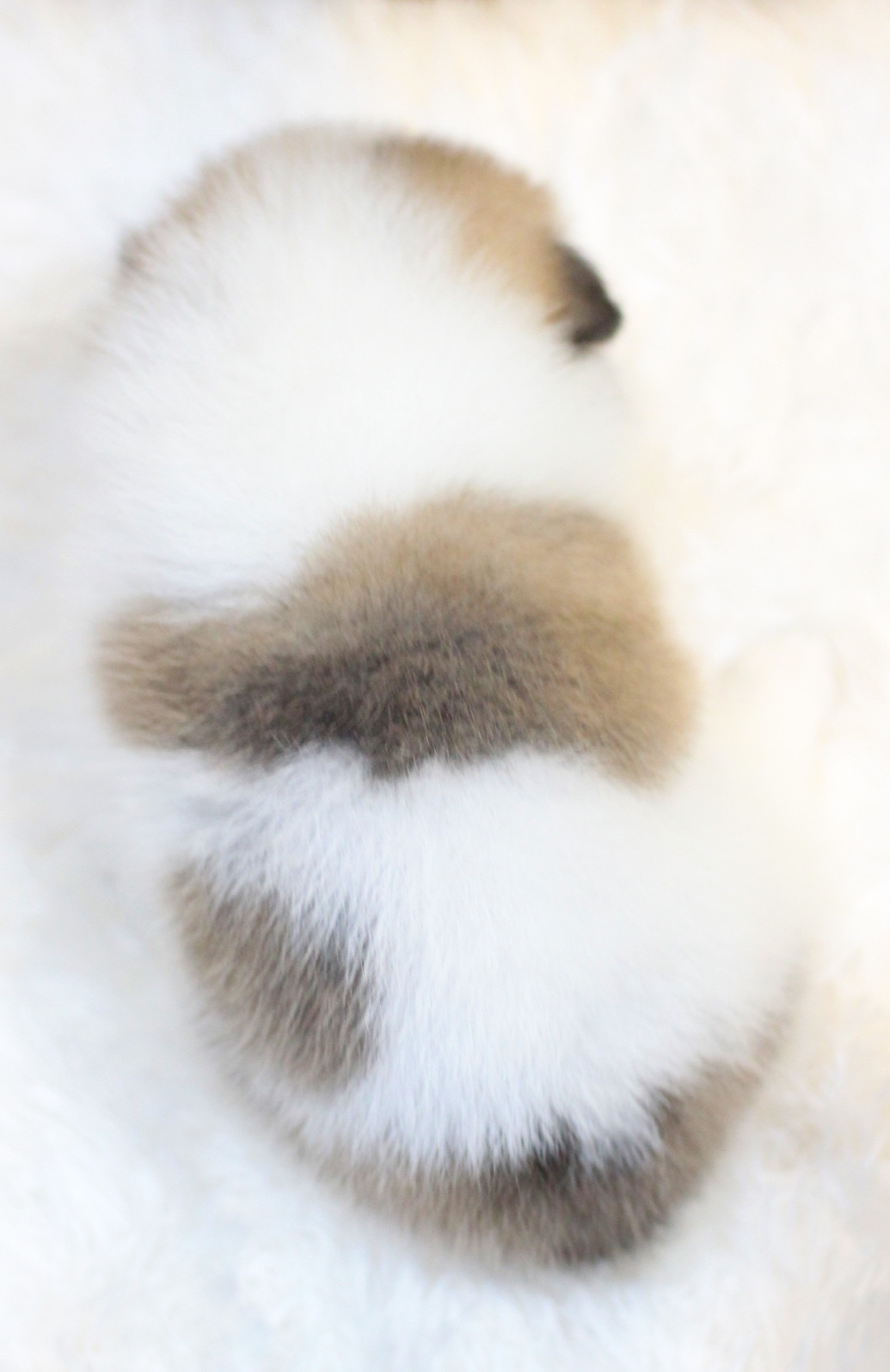 ปอมเมอเรเนียน เพศผู้ สีแฟนซี