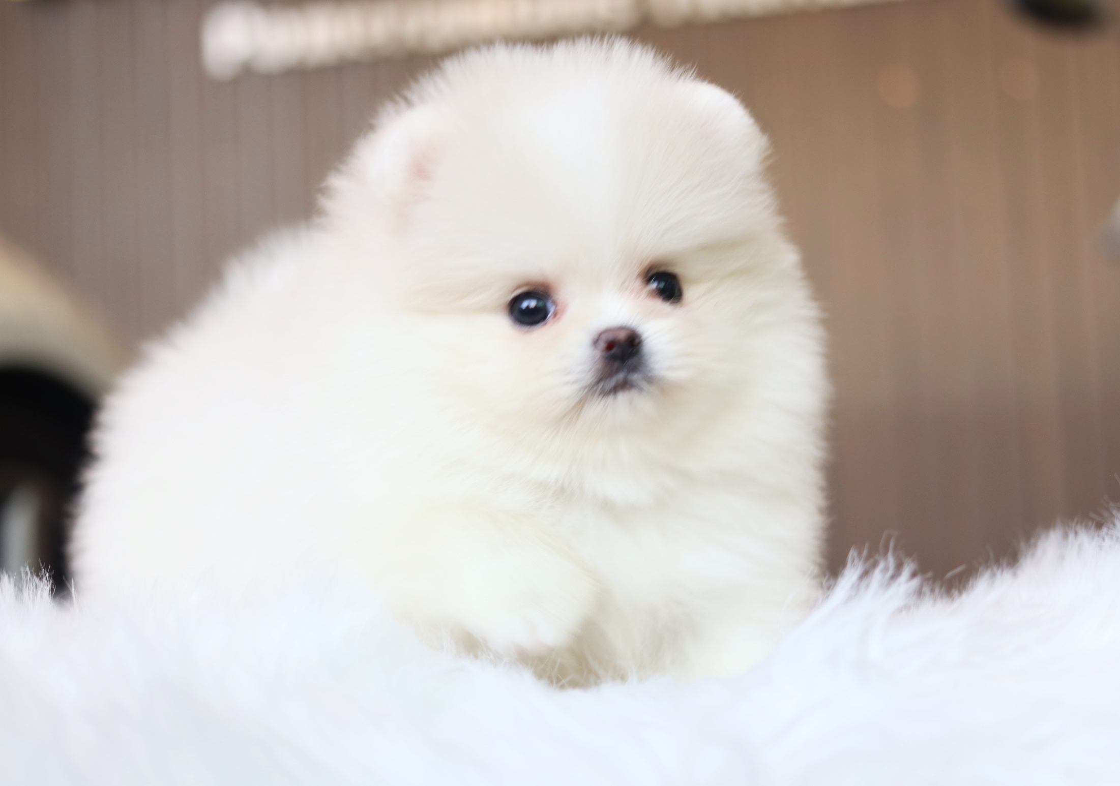 ปอมเมอเรเนียน เพศผู้ สีขาวครีมเกรดโชว์