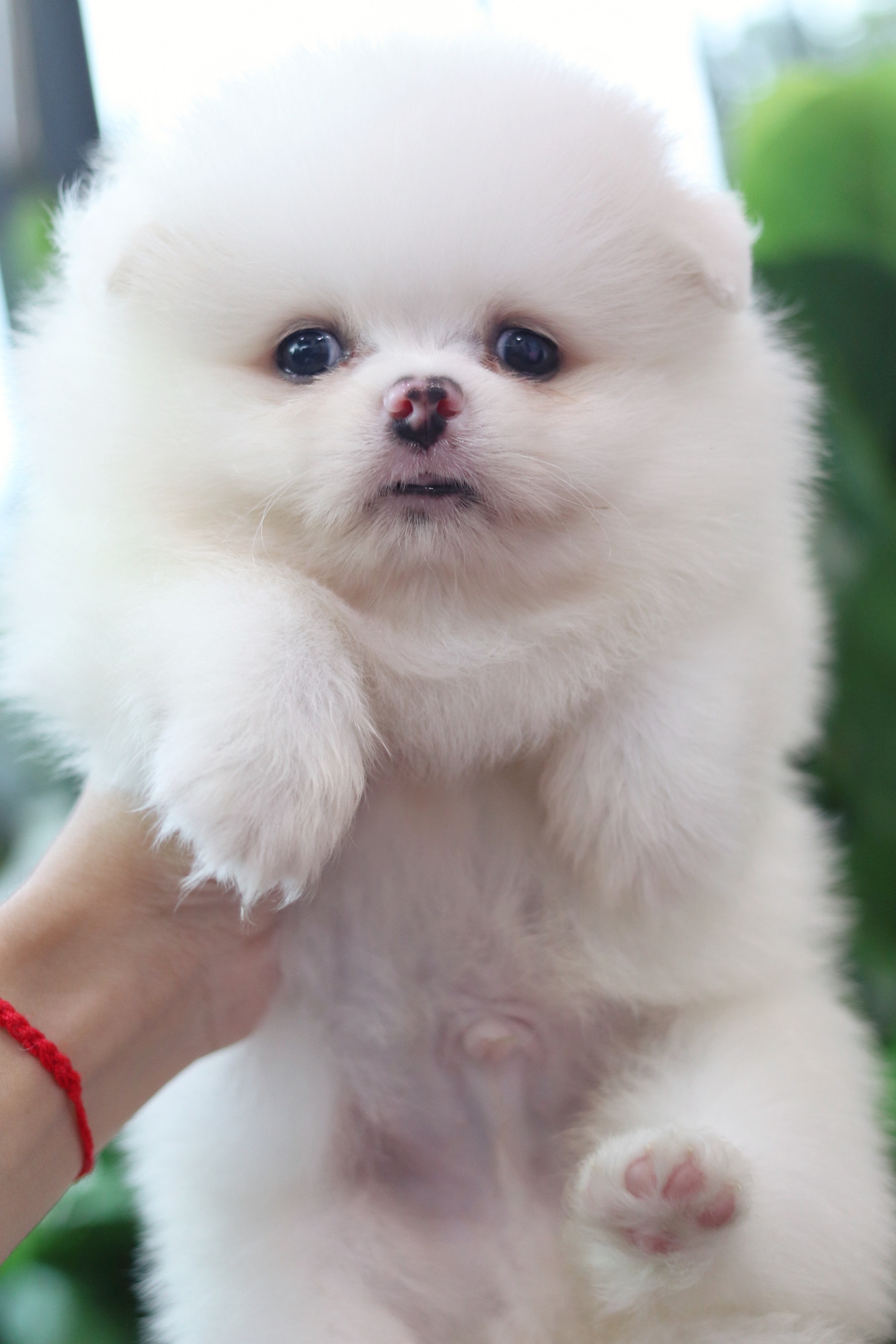 ปอมเมอเรเนียน เพศผู้ สีขาวครีม