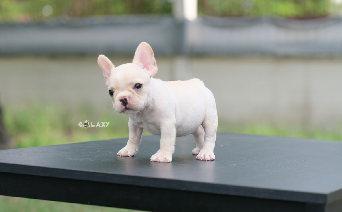 ลูกสาว สีครีม ยิ้มเก่ง ตัวเล็กสั้น หน้าตาน่ารัก สายเลือดดีทั้งสาย สถานะพร้อมย้ายบ้าน, ได้รับการฉีดวัคซีนรวมป้องกัน5โรค ,สุนัขร่างกายสมบูรณ์แข็งแรง สุขภาพจิตดีทุกตัว 092-9918888