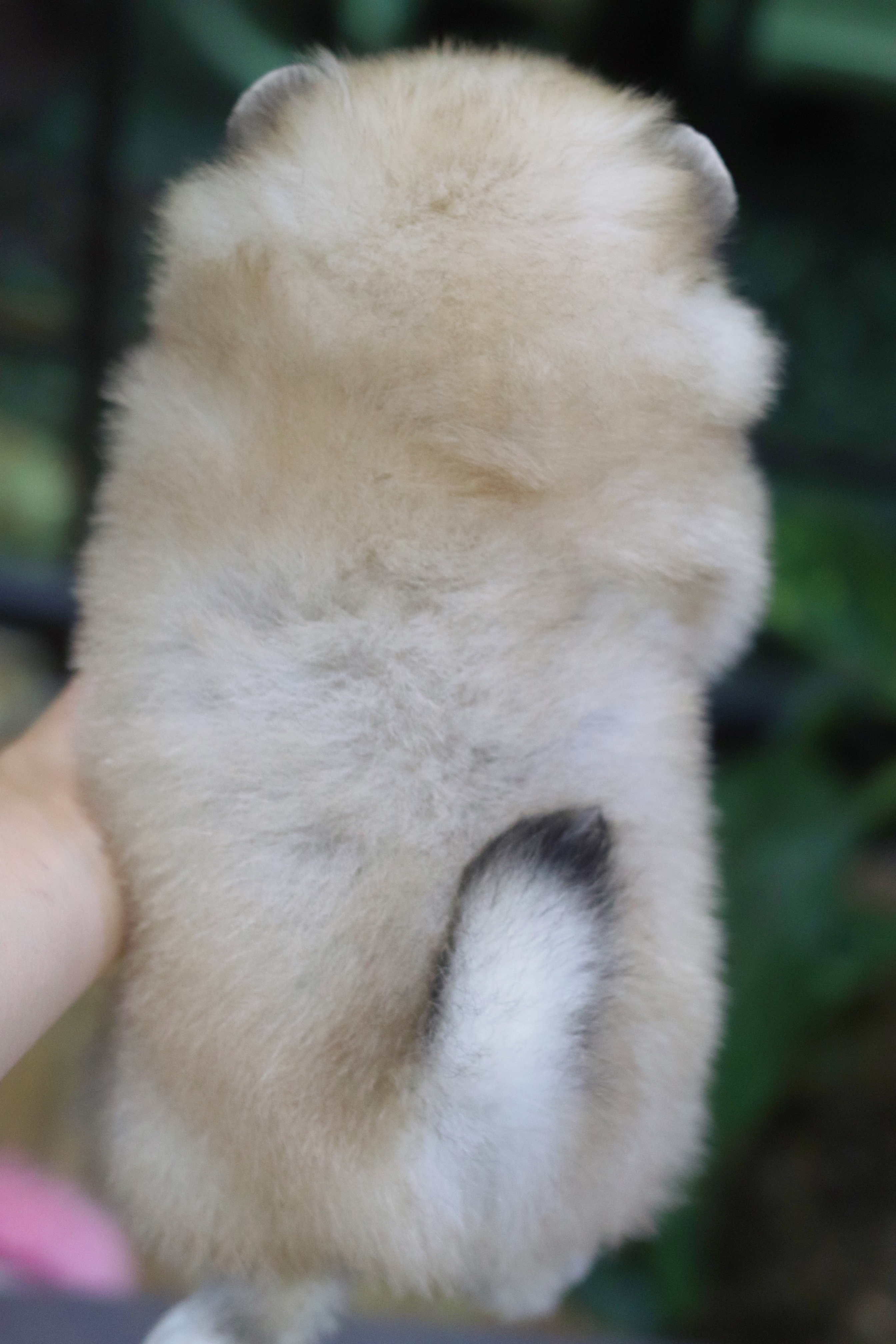 ปอมเมอเรเนียน เพศเมียสีส้ม