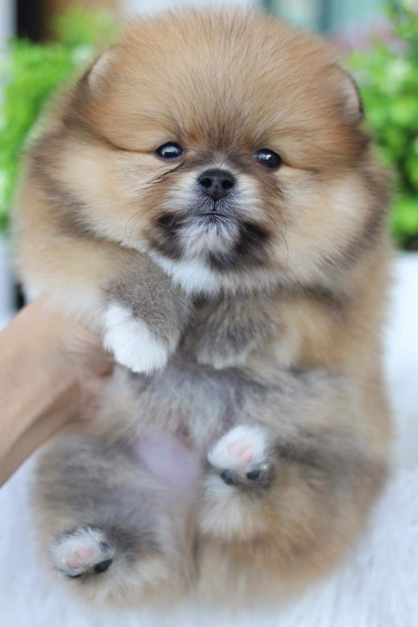 ปอมเมอเรเนียน เพศผู้