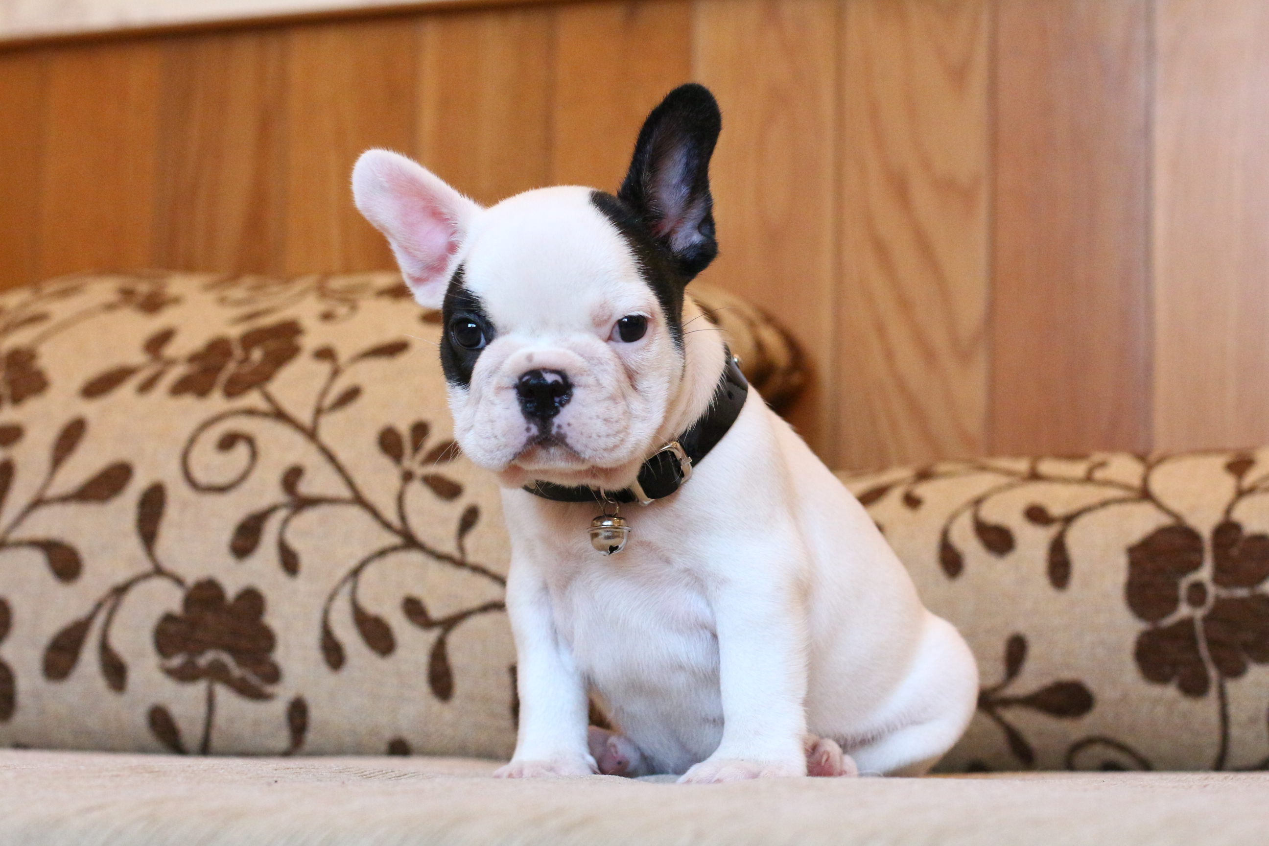 เด็กหญิงหน้าดุ โครงสร้างสวย ริงเกิลล้นๆ