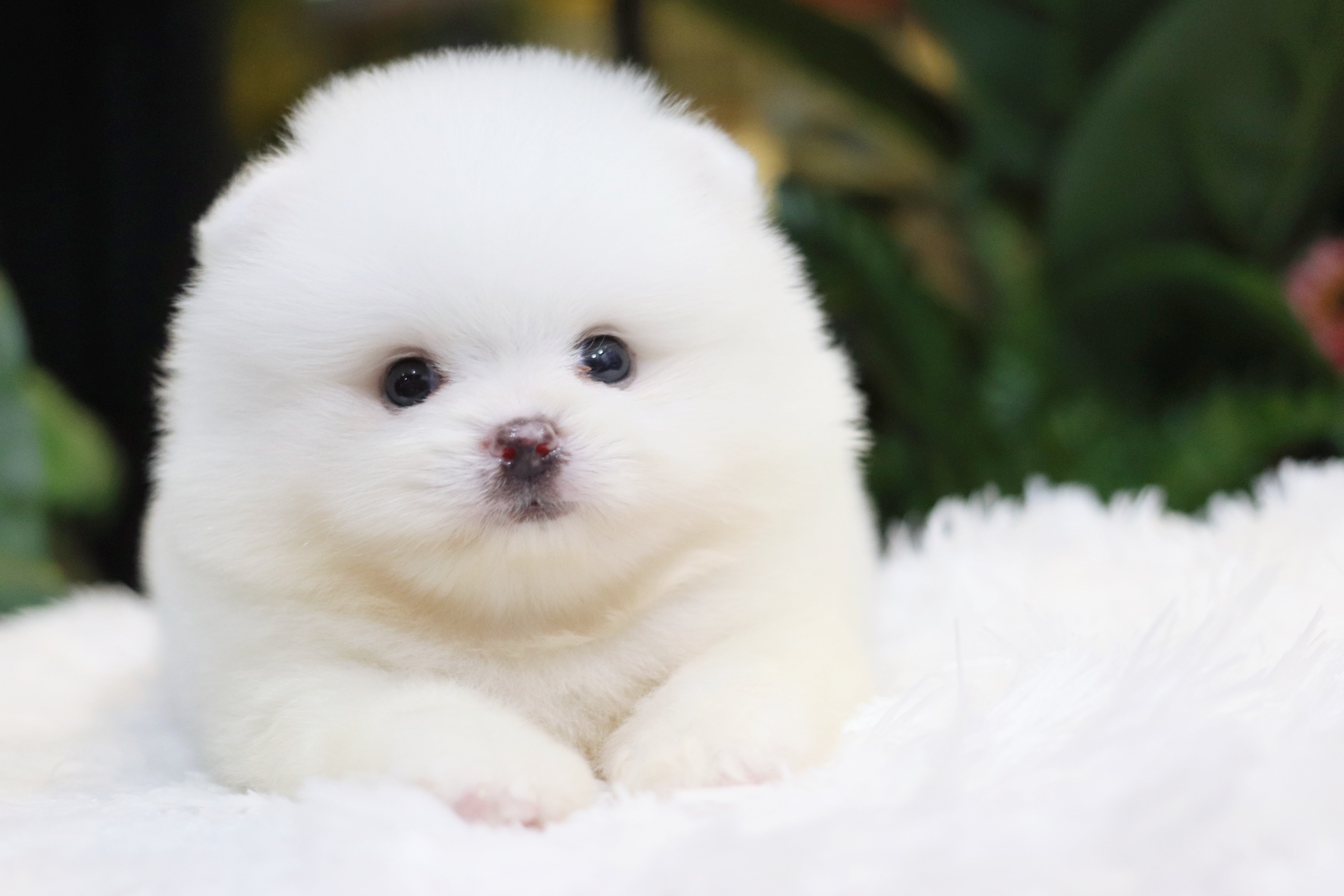 ปอมเมอเรเนียน เพศผู้ สีขาว เกรดโชว์