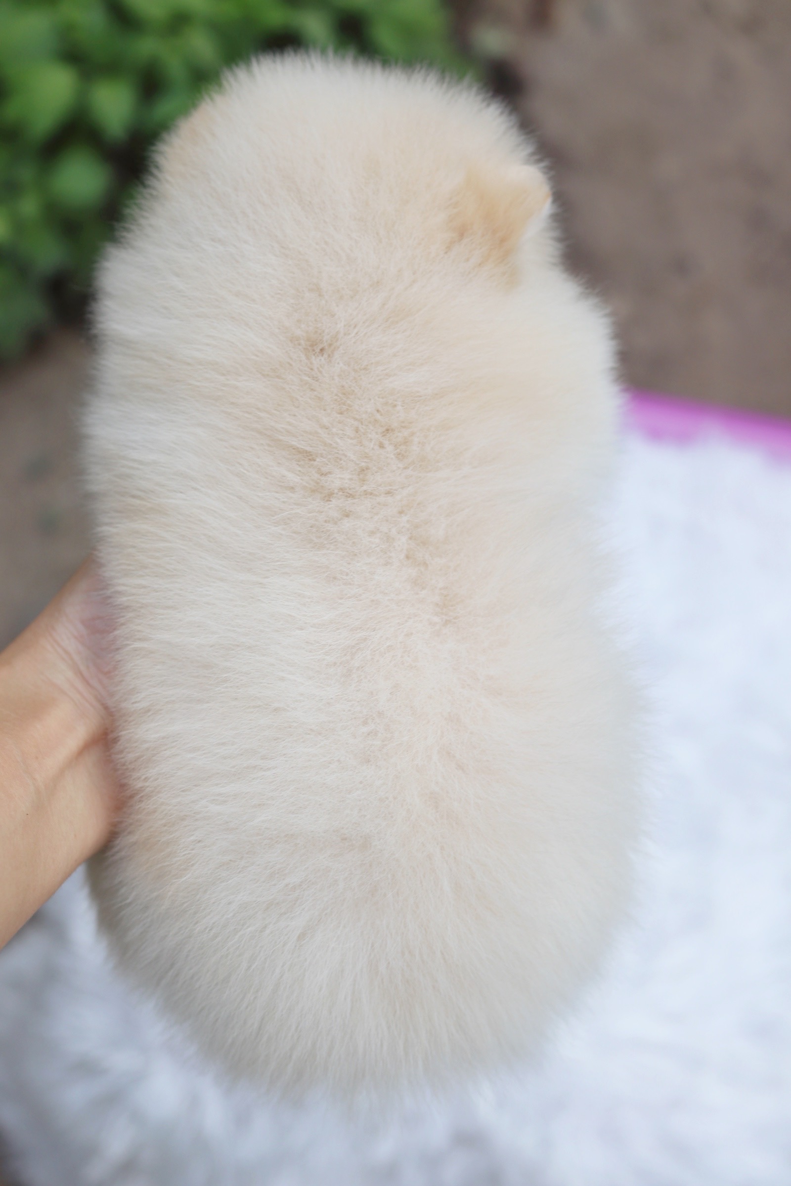 ปอมเมอเรเนียน เพศผู้ สีขาวครีม