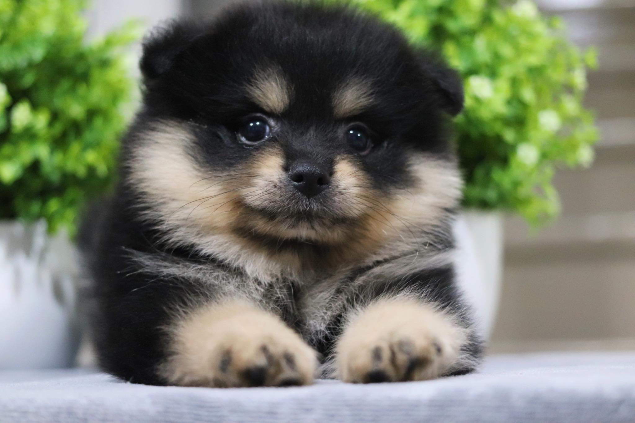 ปอมเมอเรเนียน เพศผู้