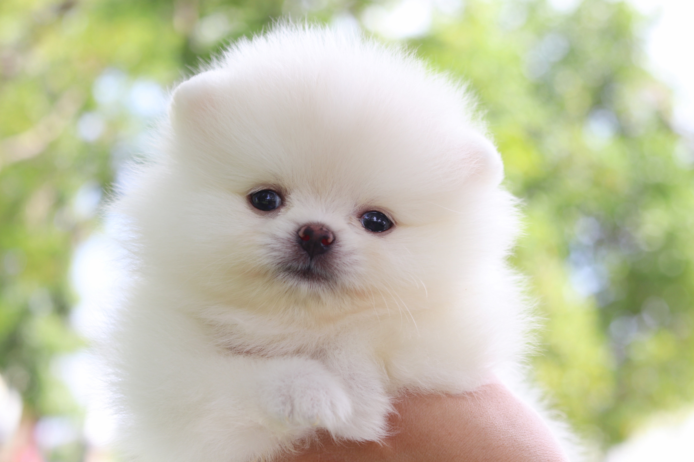 ปอมเมอเรเนียน เพศเมียสีขาวครีม เกรดโชว์