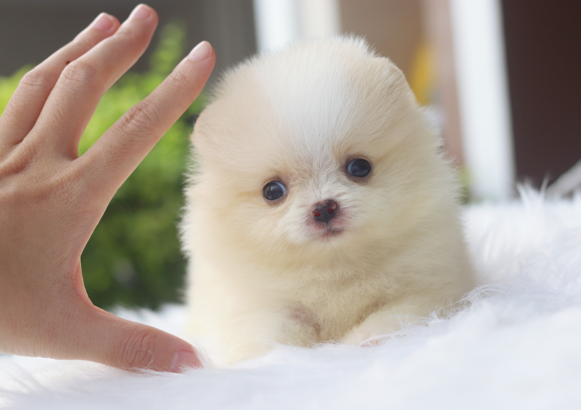 ปอมเมอเรเนียน เพศผู้สีขาวครีม